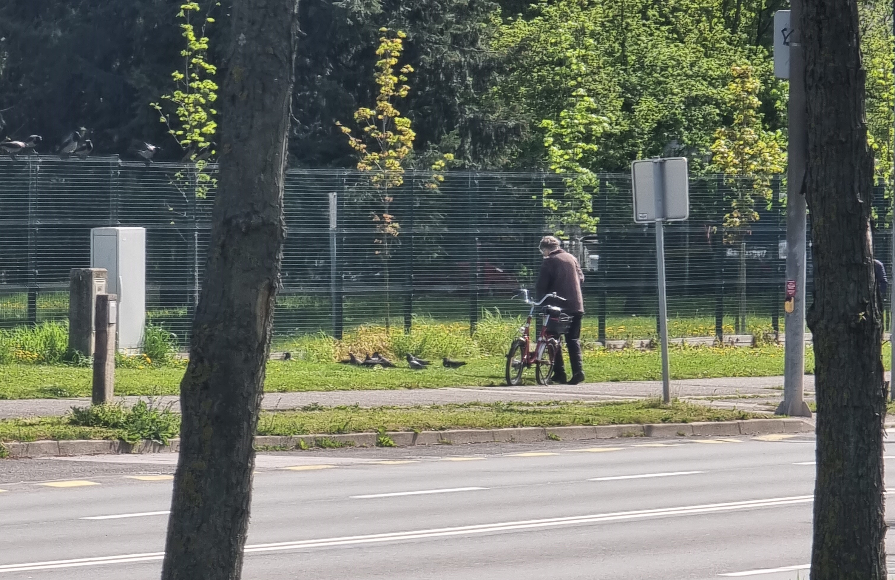Hranjenje golobov ogroža zdravje občanov - a kršiteljev naj globa ne skrbi