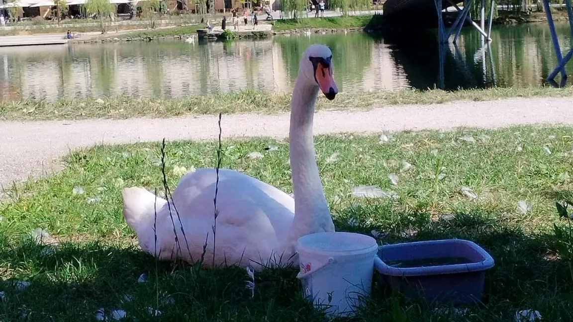 Oli hitro okreva in si želi svobode: Kdaj se bo vrnila v Dravo?