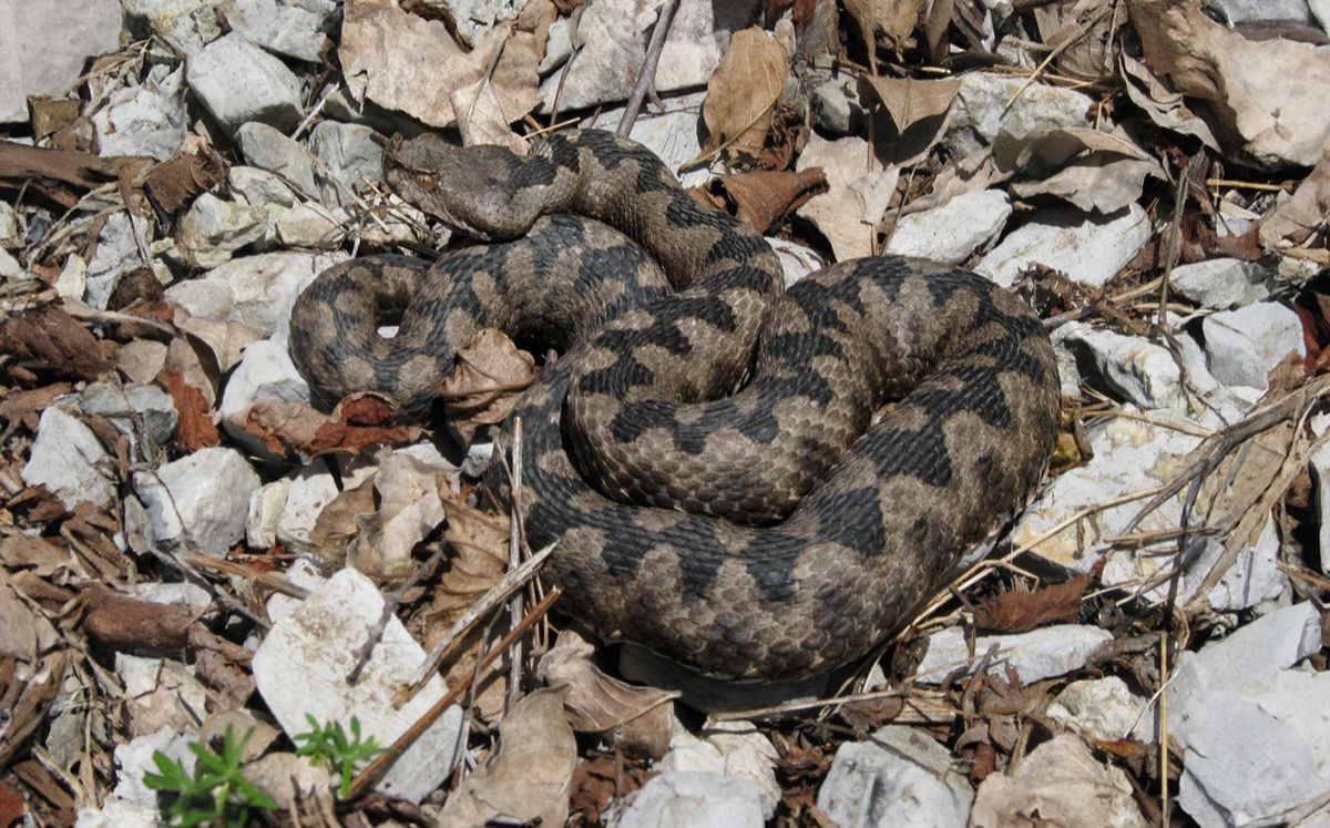 V okolici Maribora živi le ena strupena kača: »Pogosteje jo najdemo v bližini človeških bivališč«