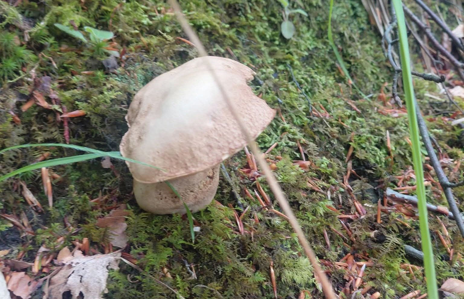 Preverili smo, ali se je gobarska sezona res že začela in kje se zdaj skriva največ gob