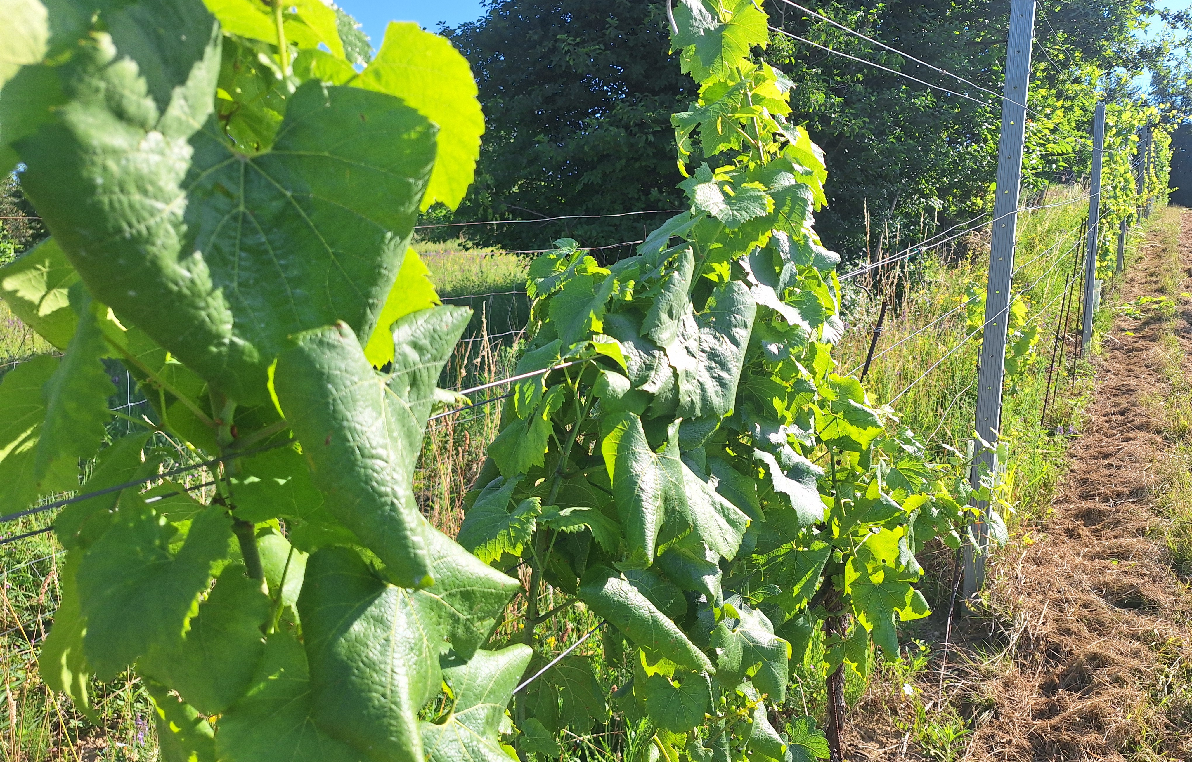 Alarm v vinogradih: »Na nekaterih območjih je stanje že katastrofalno«