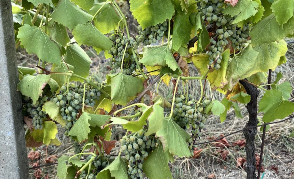 Vinogradniki v skrbeh: Vročina in suša že zmanjšujeta pridelek