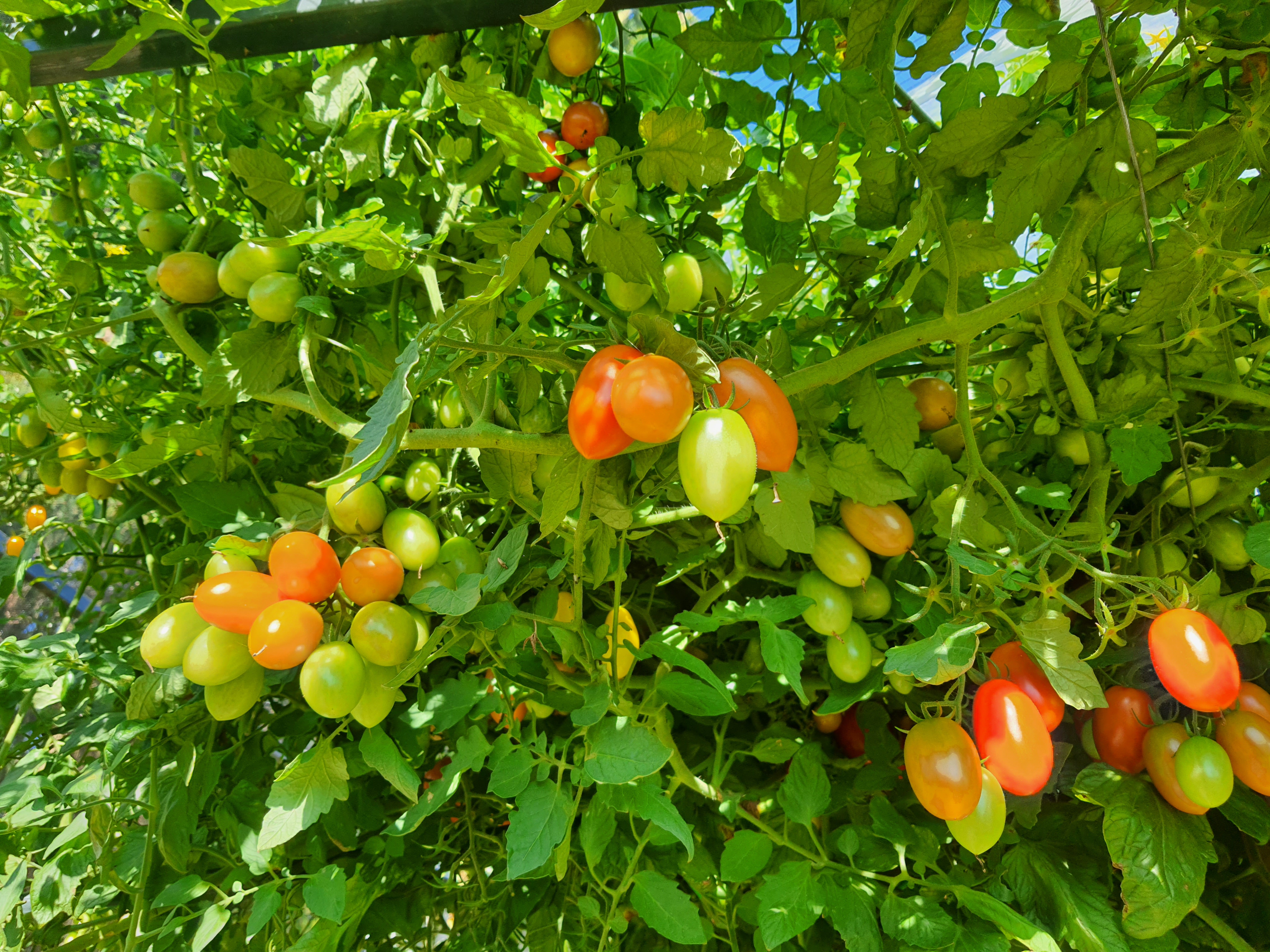 Strokovnjakinja o tem, koliko časa bomo še imeli paradižnik, papriko in kumare
