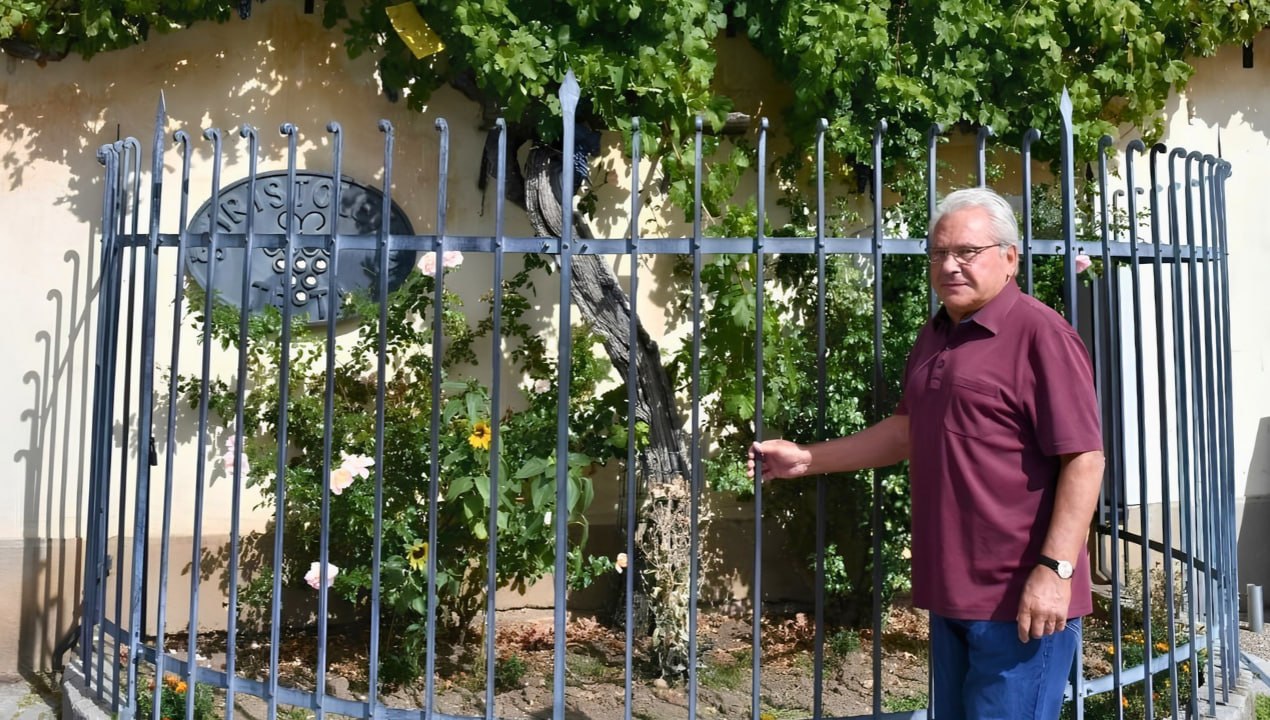 Mariborčan, ki je Najstarejšo trto odpeljal v Avstralijo, zdaj pa njene potomke vrača domov