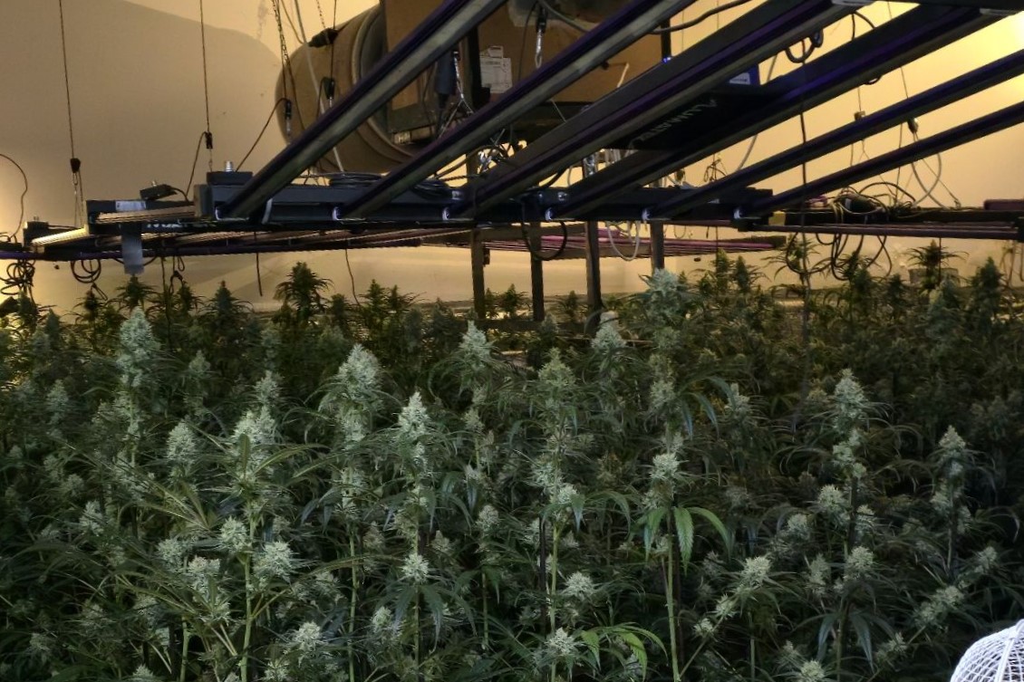 FOTO: Policisti med preiskavo zasegli več kot 400 sadik konoplje