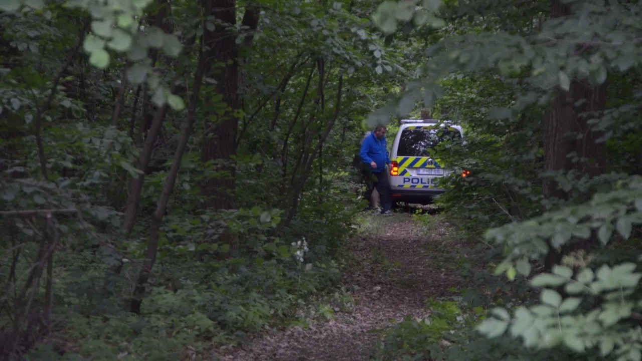 Tragedija pri delu v gozdu: Drevo padlo na moškega, poškodbam je podlegel na kraju