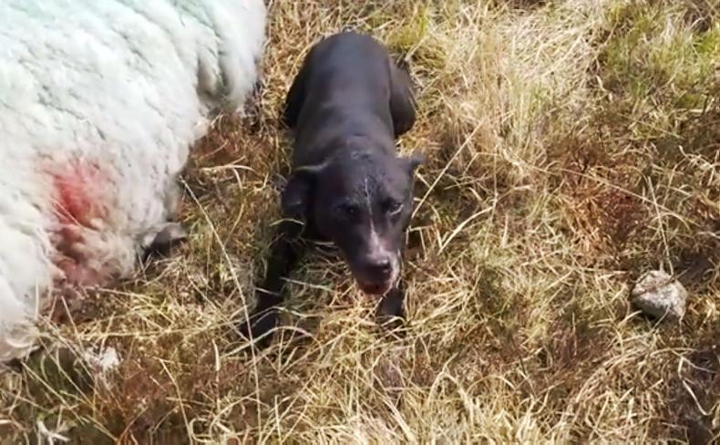 Pozor, v okolici Maribora potepuška psa pokončala več ovc