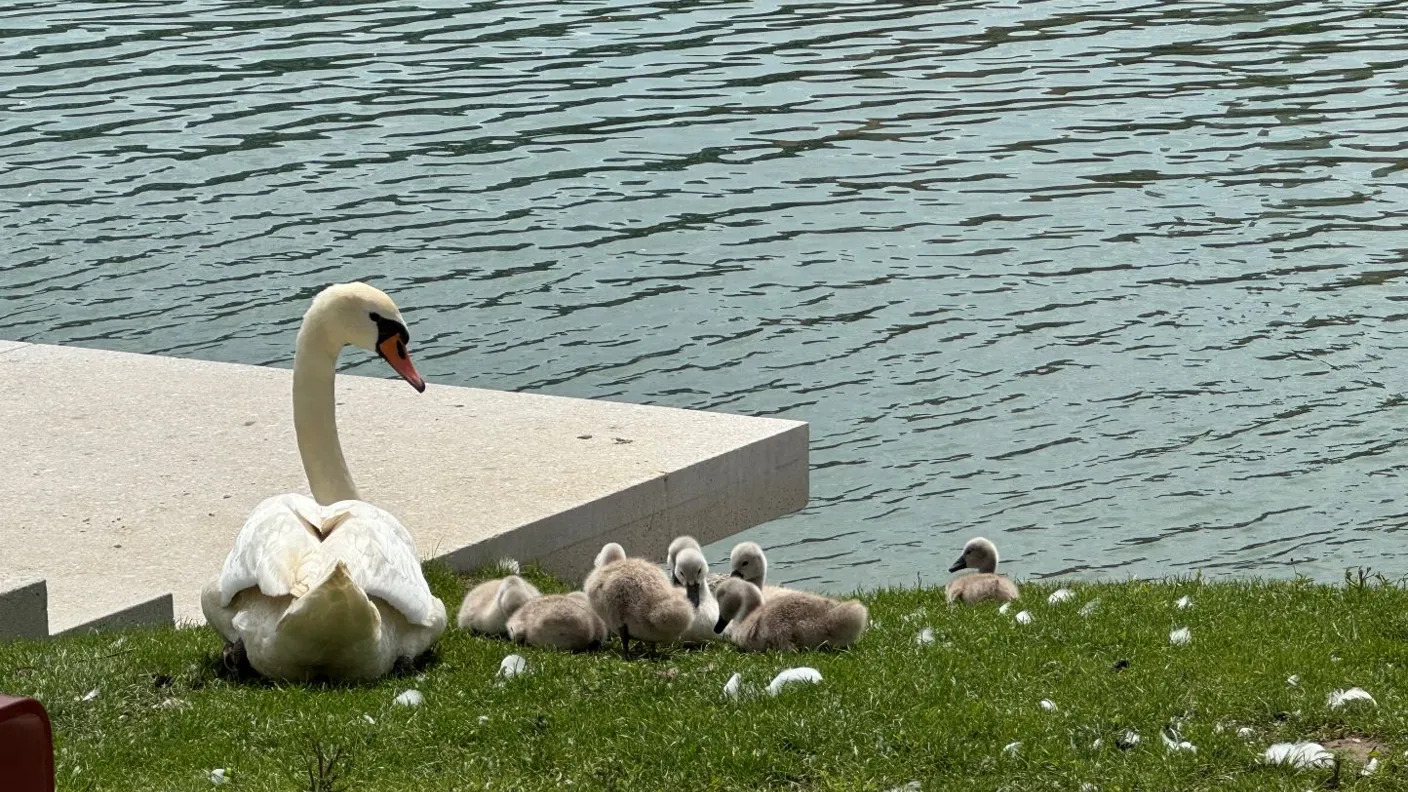 Prenova Lenta mimo stroke: beton in ignoranca Občine ogrožata labode