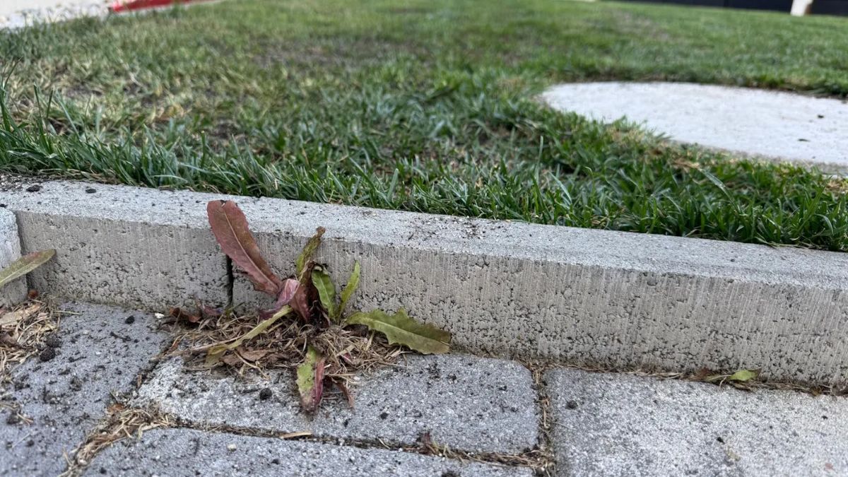 Preprosto opravilo, ki ga morate storiti konec poletja, če želite imeti lepo okolico hiše