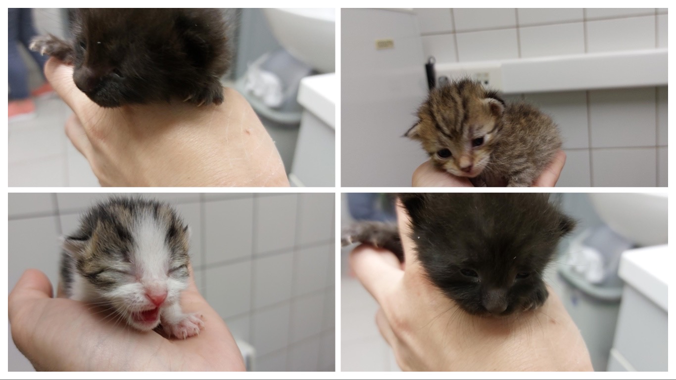 Tako lahko pomagate pasjim mladičkom in mačjim &#8220;dudarčkom&#8221;