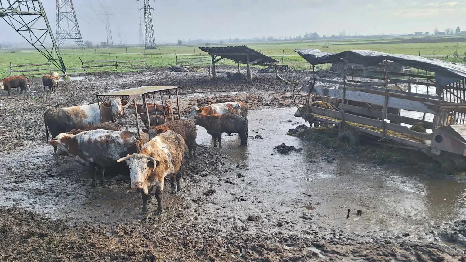 Kmetu iz Krškega vrnili 24 glav govedi