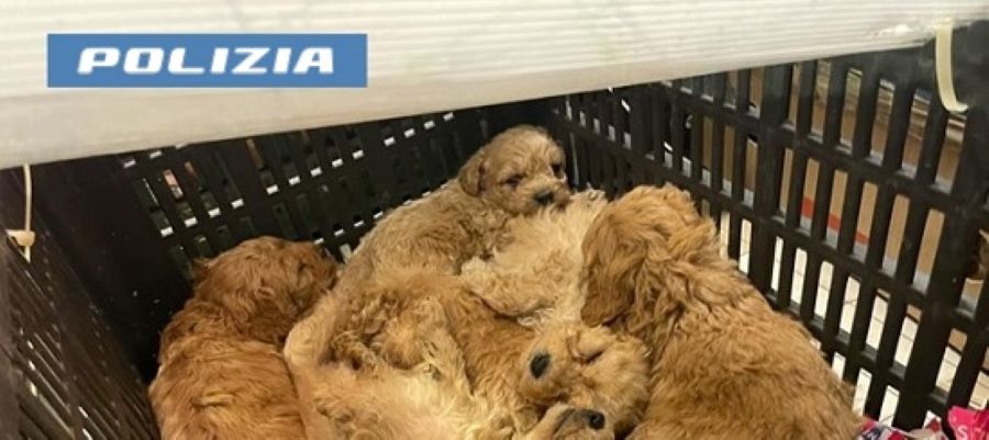 FOTO: Na meji zasegli 77 pasjih mladičev, pristali so v zavetišču
