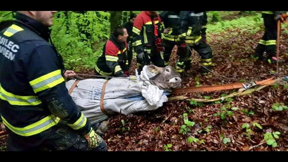 FOTO: Gasilci s skupnimi močmi rešili kravico, ki je obtičala v jarku