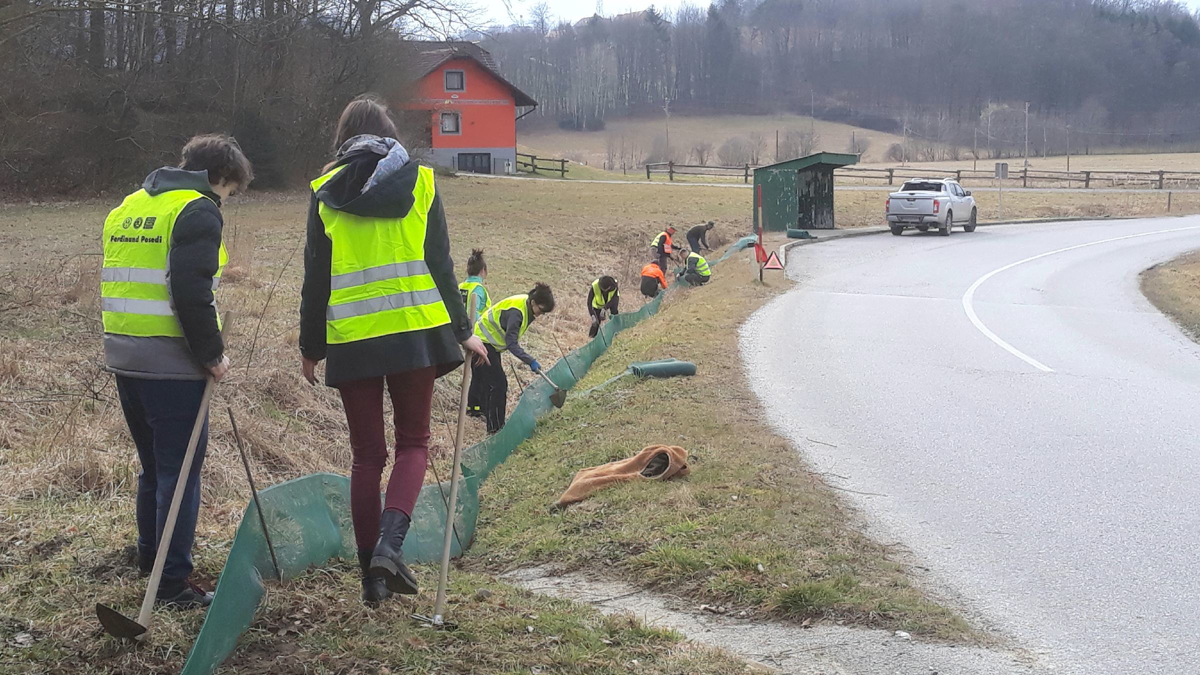 FOTO: Prostovoljci ob Blaguškem jezeru vsako leto prenesejo osem tisoč žab