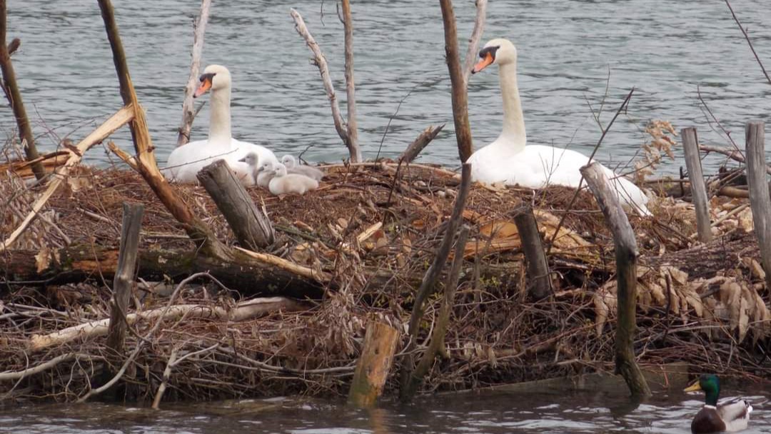 FOTO: Labodja družina na Limbuškem nabrežju na varnem plavajočem gnezdišču