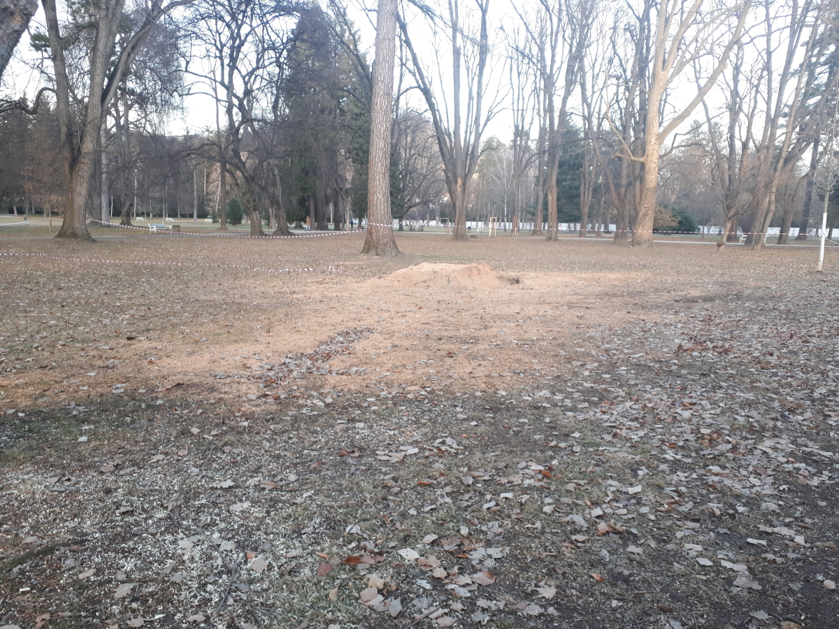 Kako se določi, katera drevesa se v parku podrejo in katera ne?
