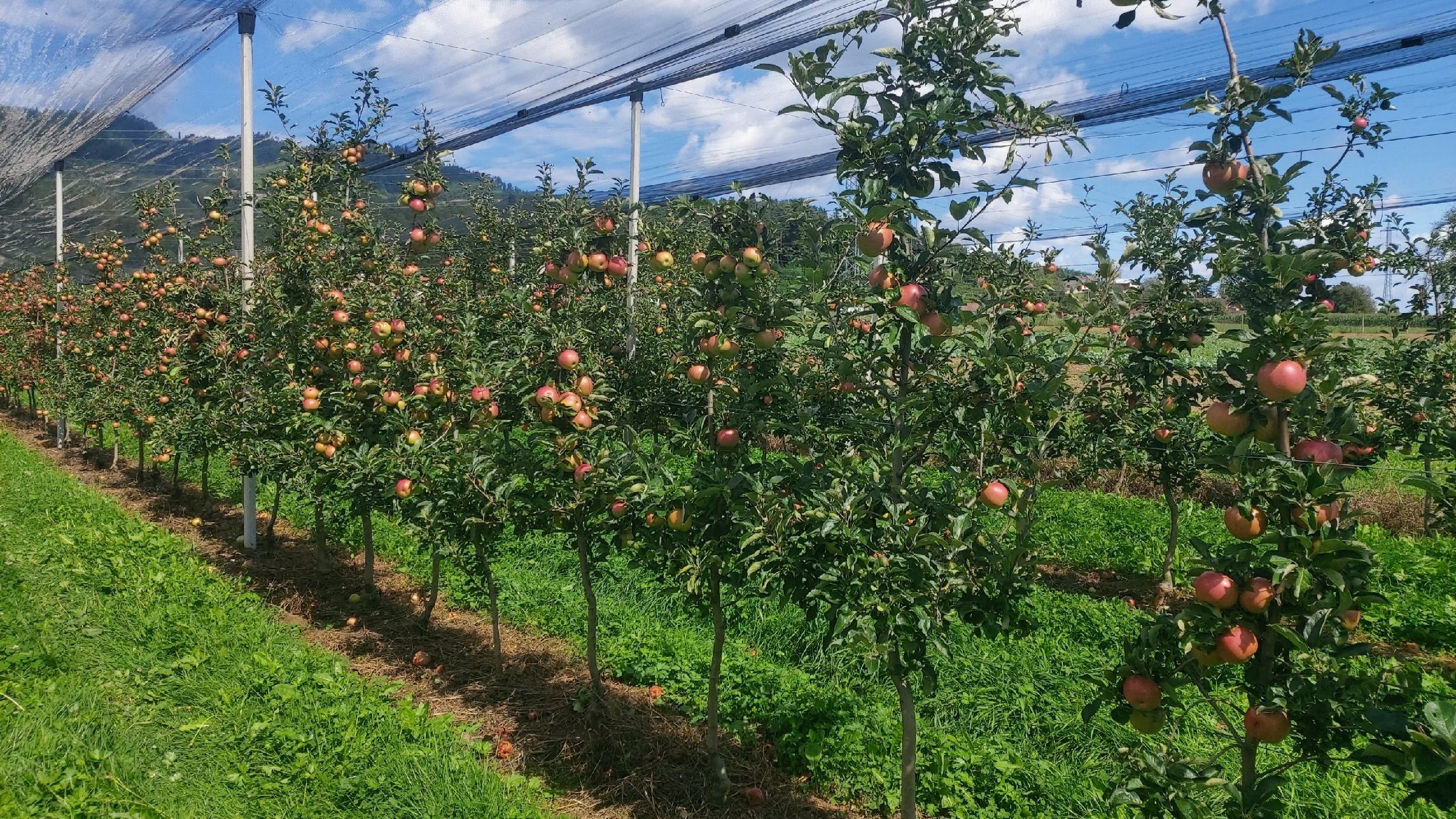 DNEVNA: V Selnici želijo nasade jablan pred vremenskimi ekstremi zaščiti s fotovoltaiko