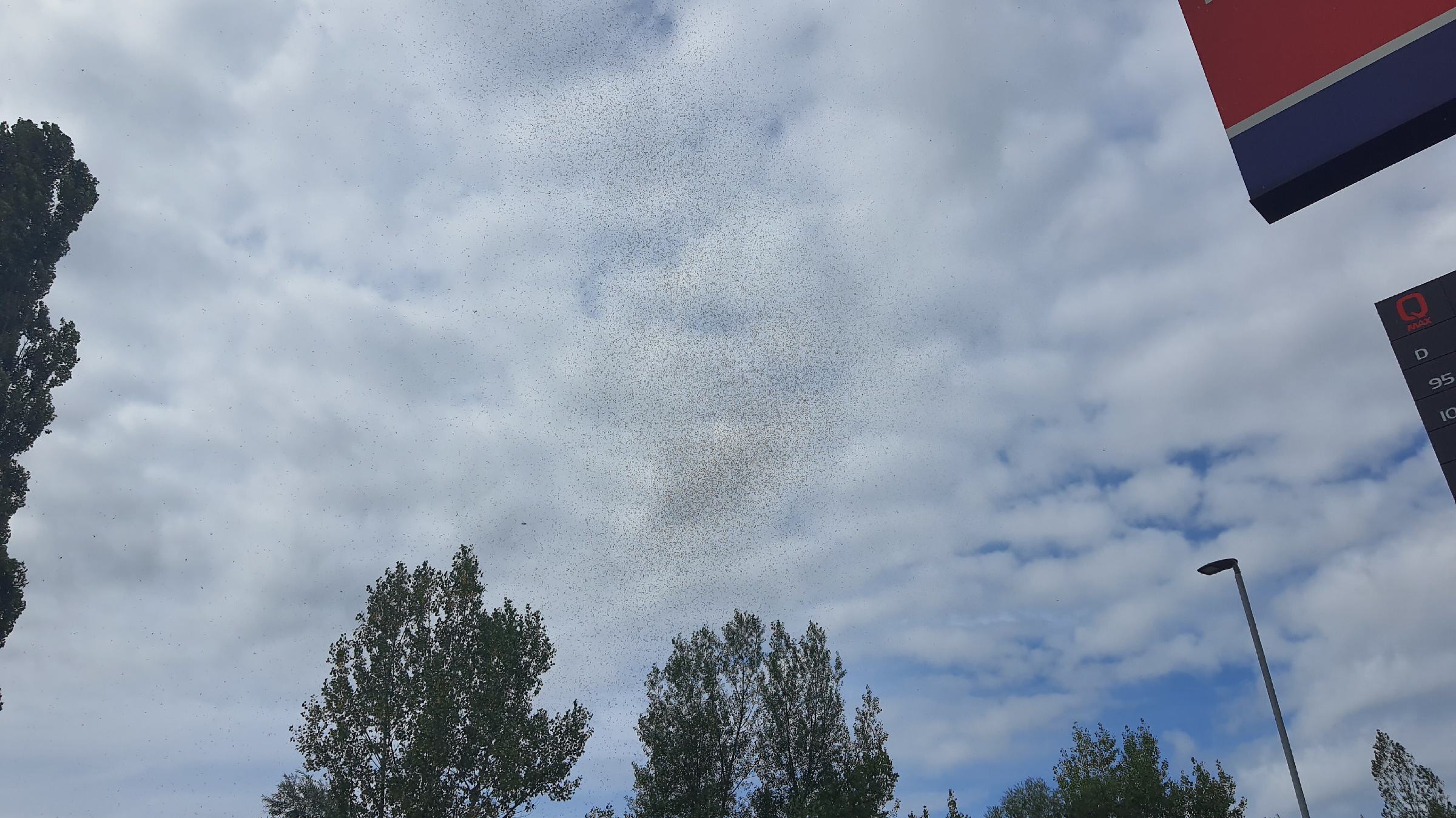 FOTO: V zraku so roji letečih mravelj, samci jo pri parjenju slabo odnesejo