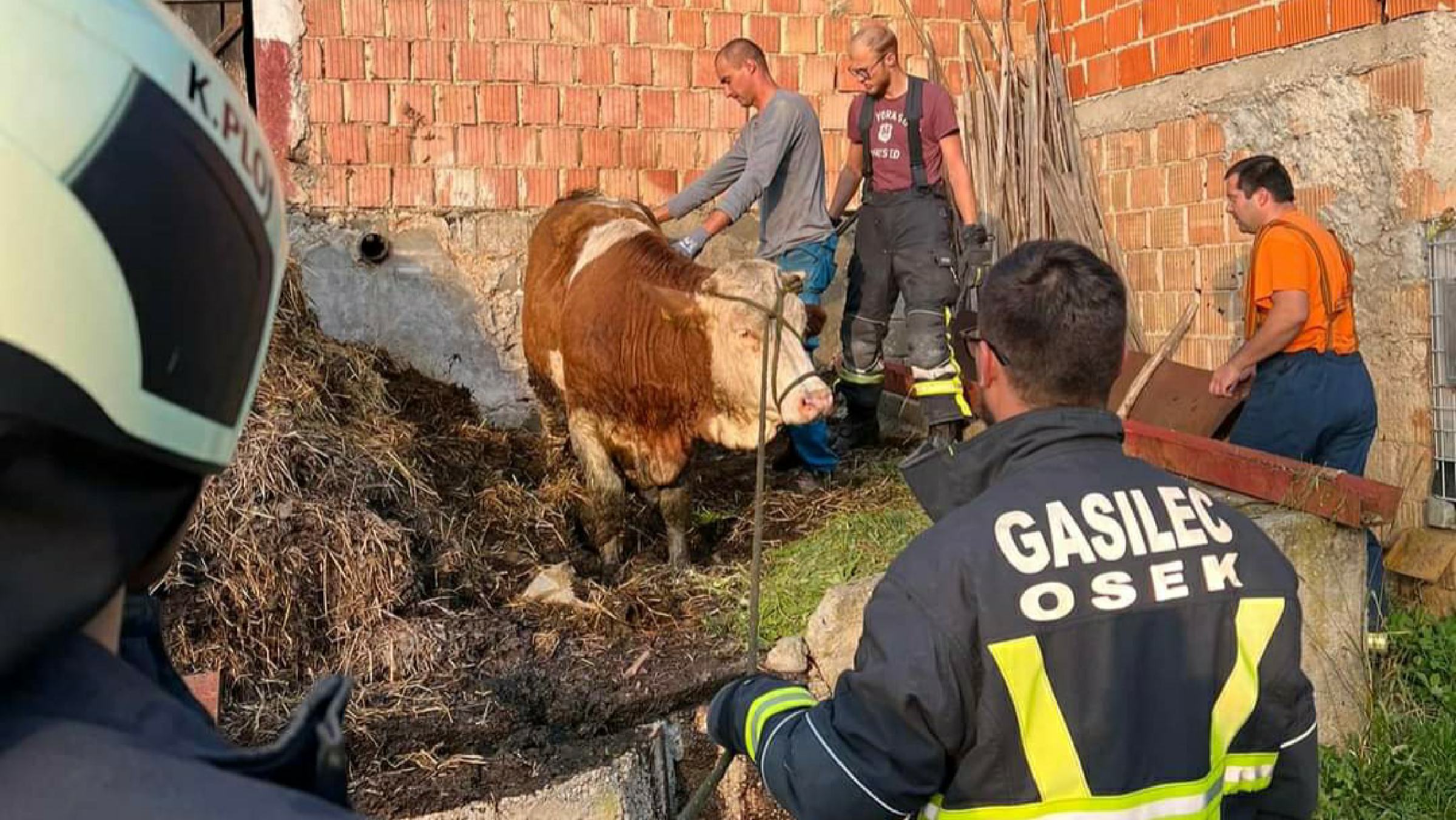 FOTO: V Sveti Trojici gasilci pomagali uloviti pobeglo kravo