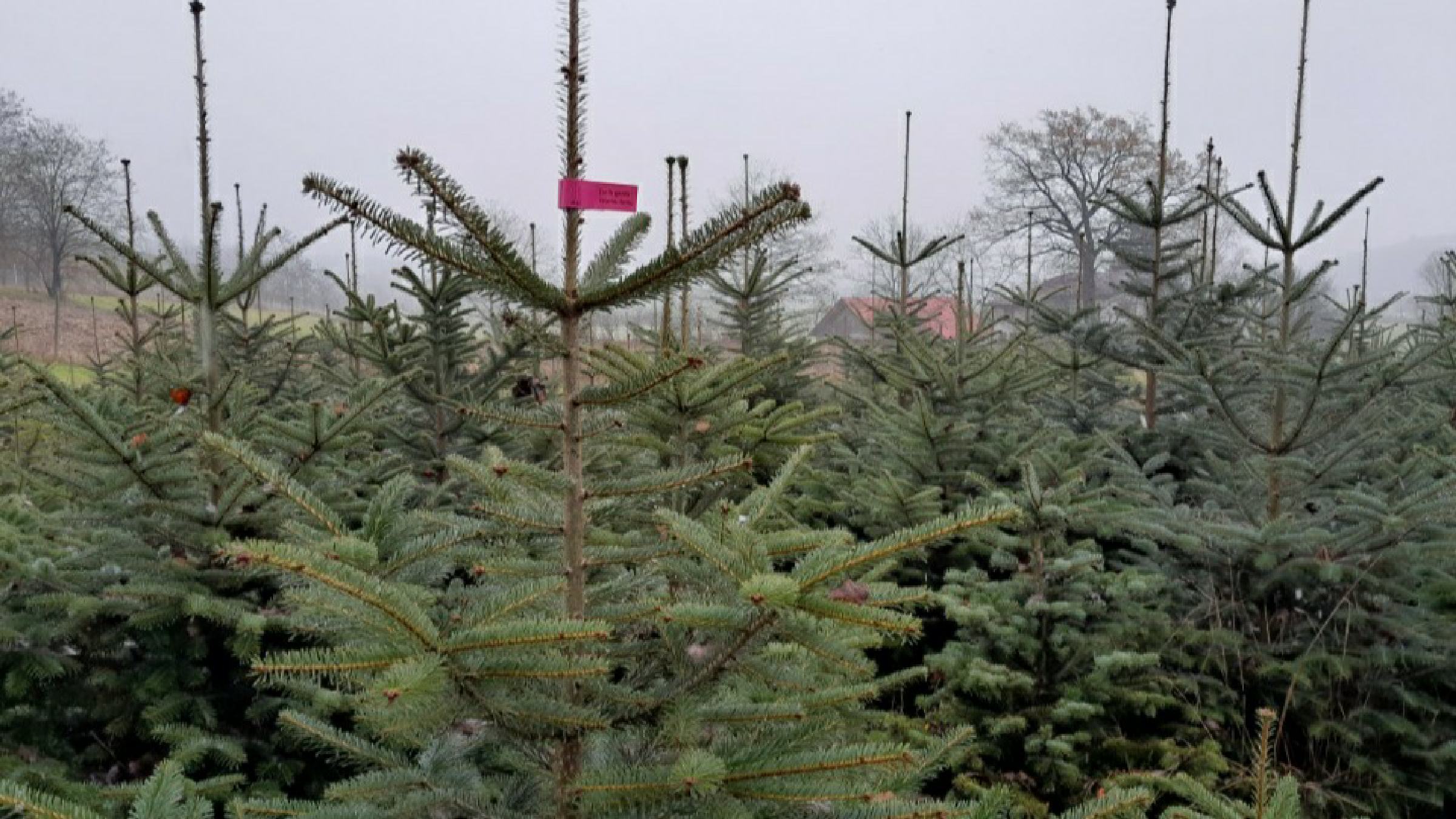 Okrasna božična in novoletna drevesa letos z nalepko roza barve