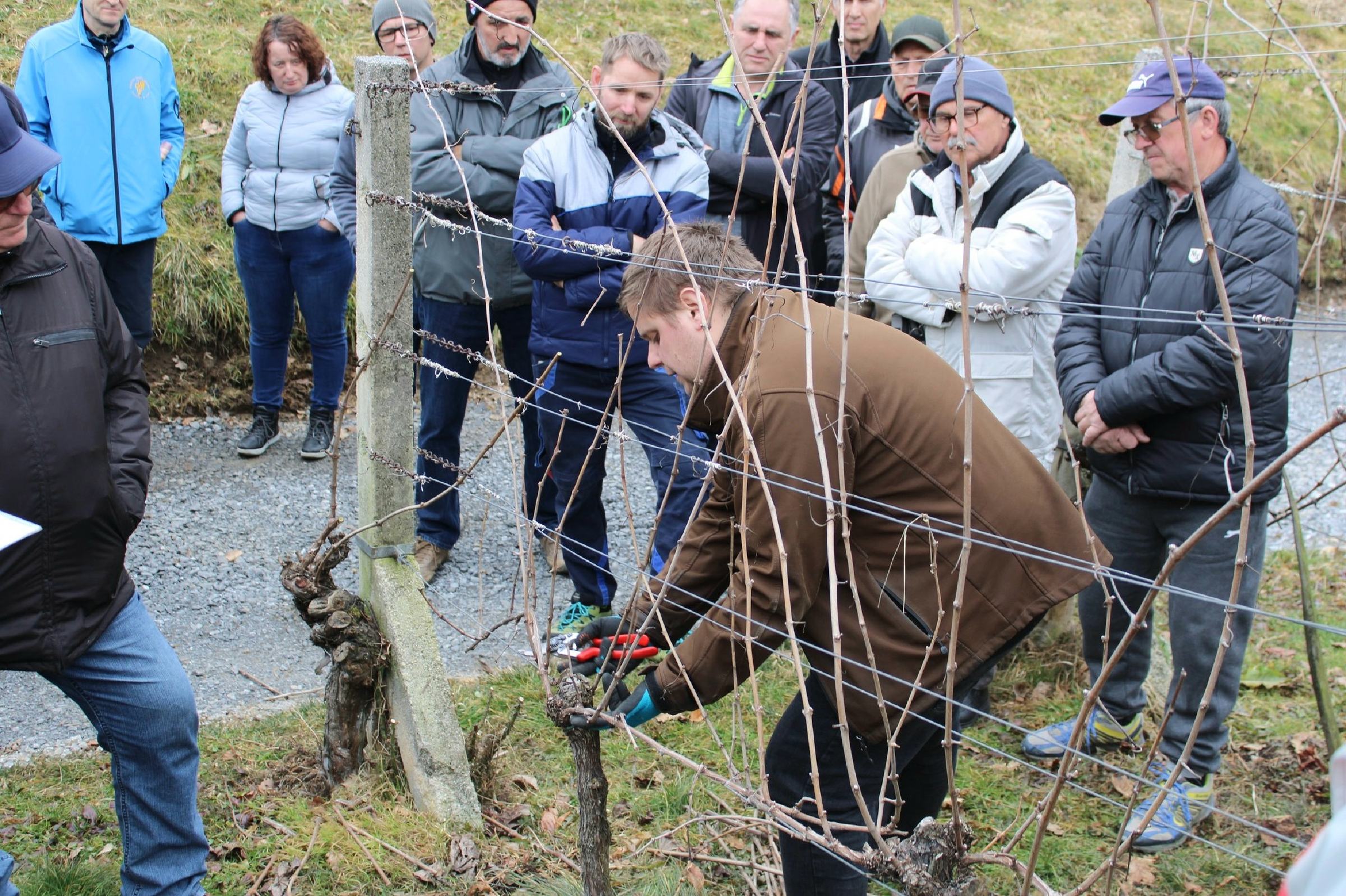 Pri rezi vinske trte nikar ne naredite te strokovne napake