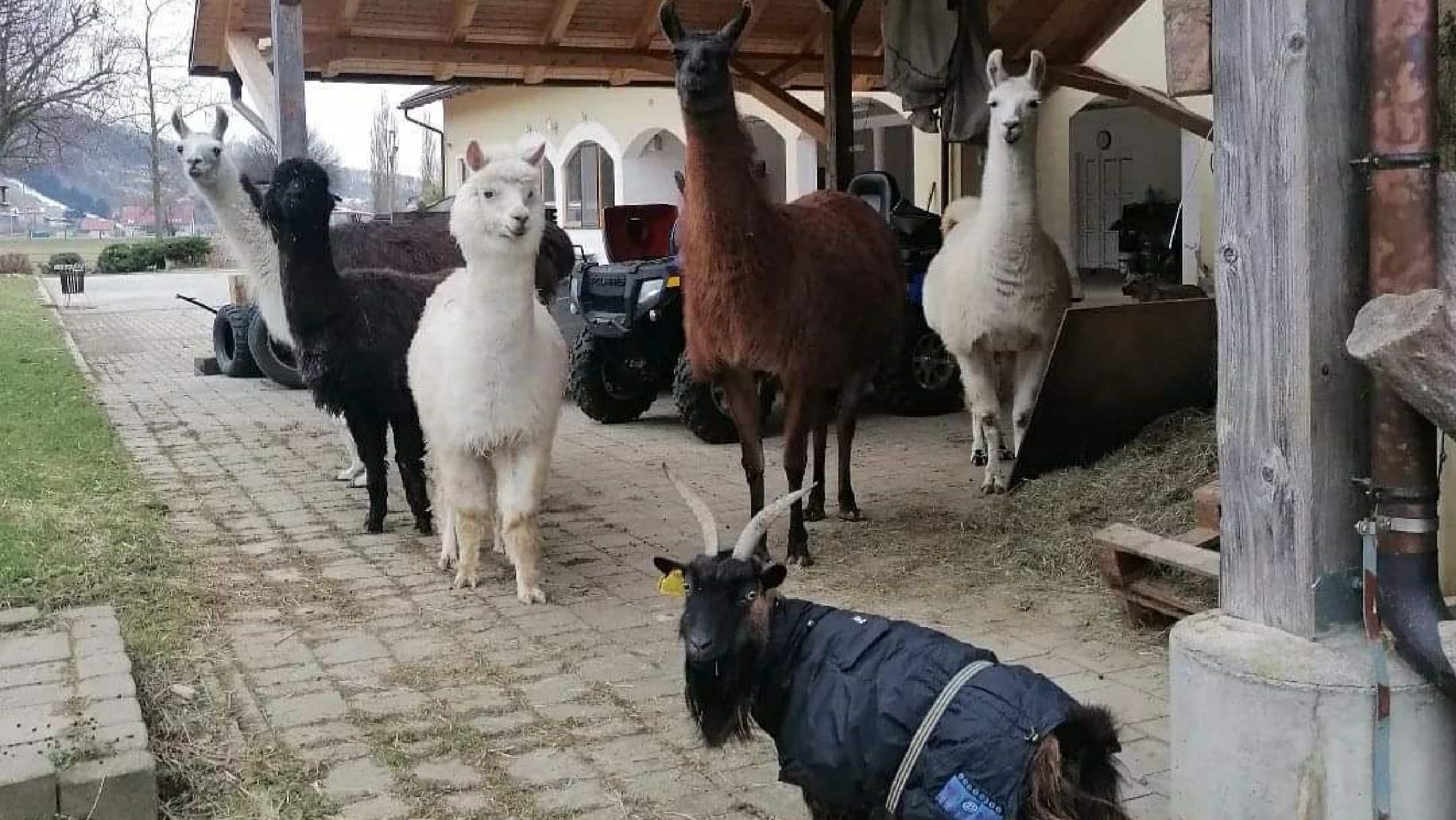 FOTO: V bližini Maribora lahko preživite dan v nekoliko drugačni družbi