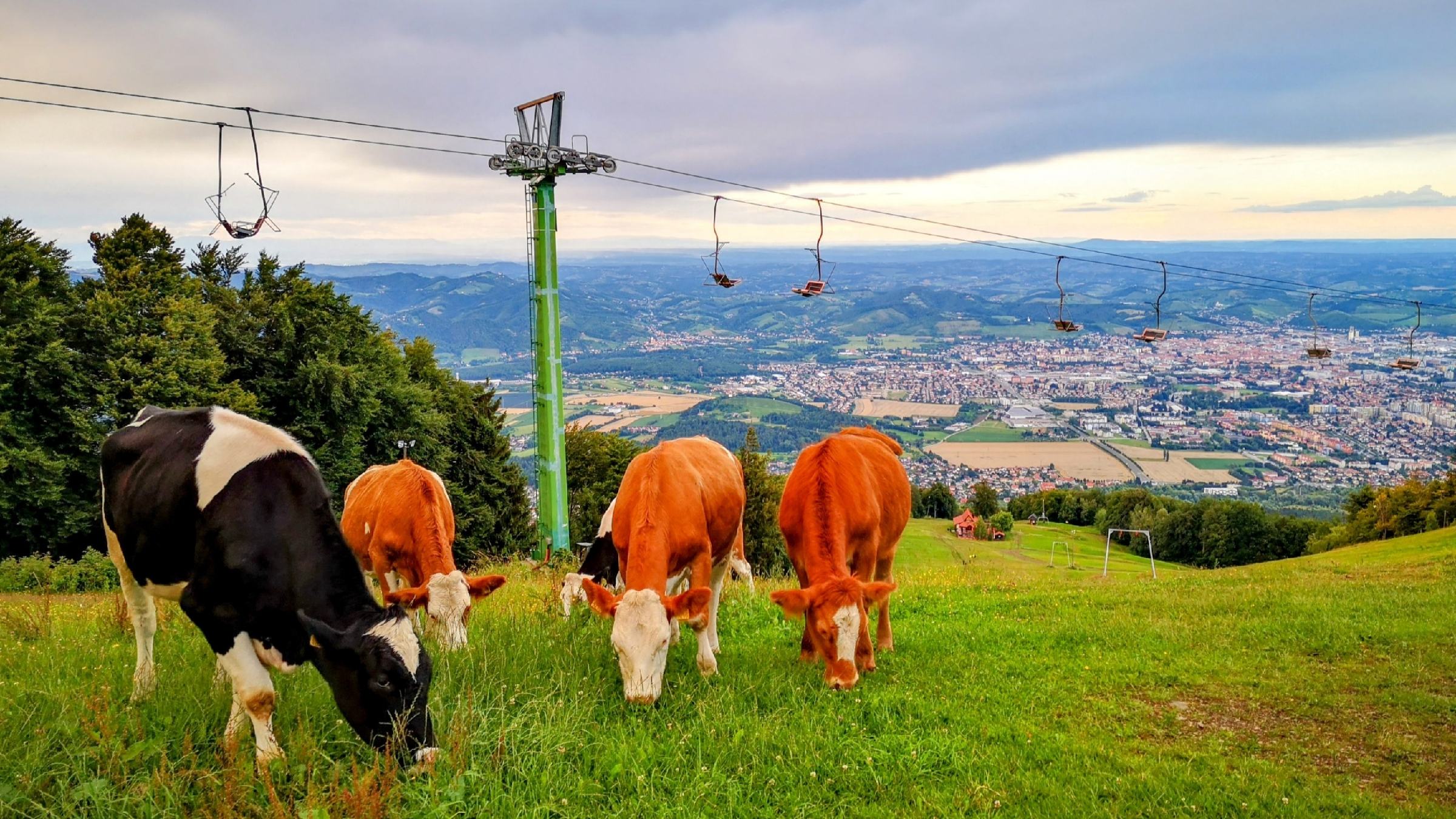 FOTO: Krave se na Pohorju pasejo že 30 let