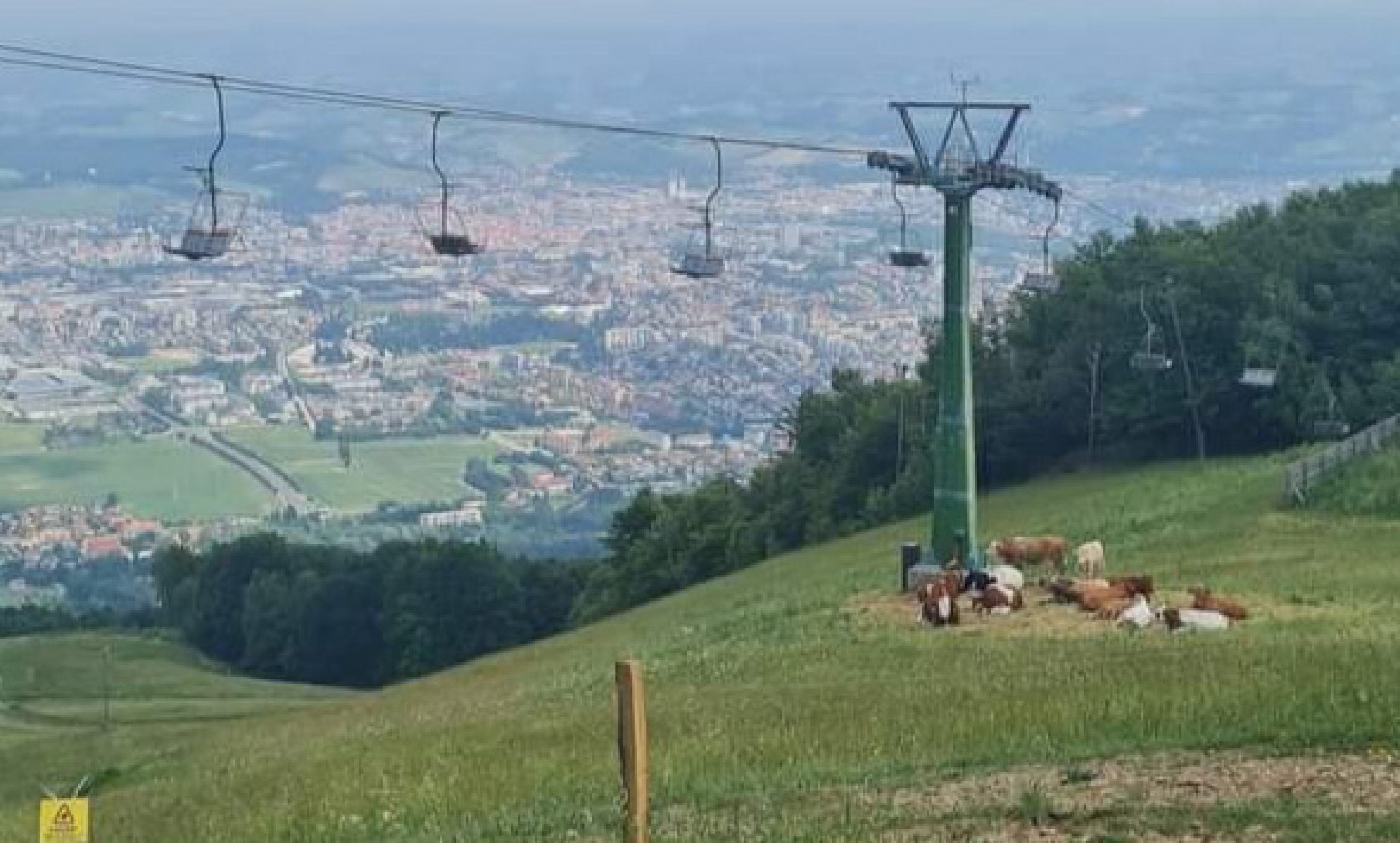 DNEVNA: Bomo krave na Pohorju kmalu pasli znotraj nevidnih ograj?