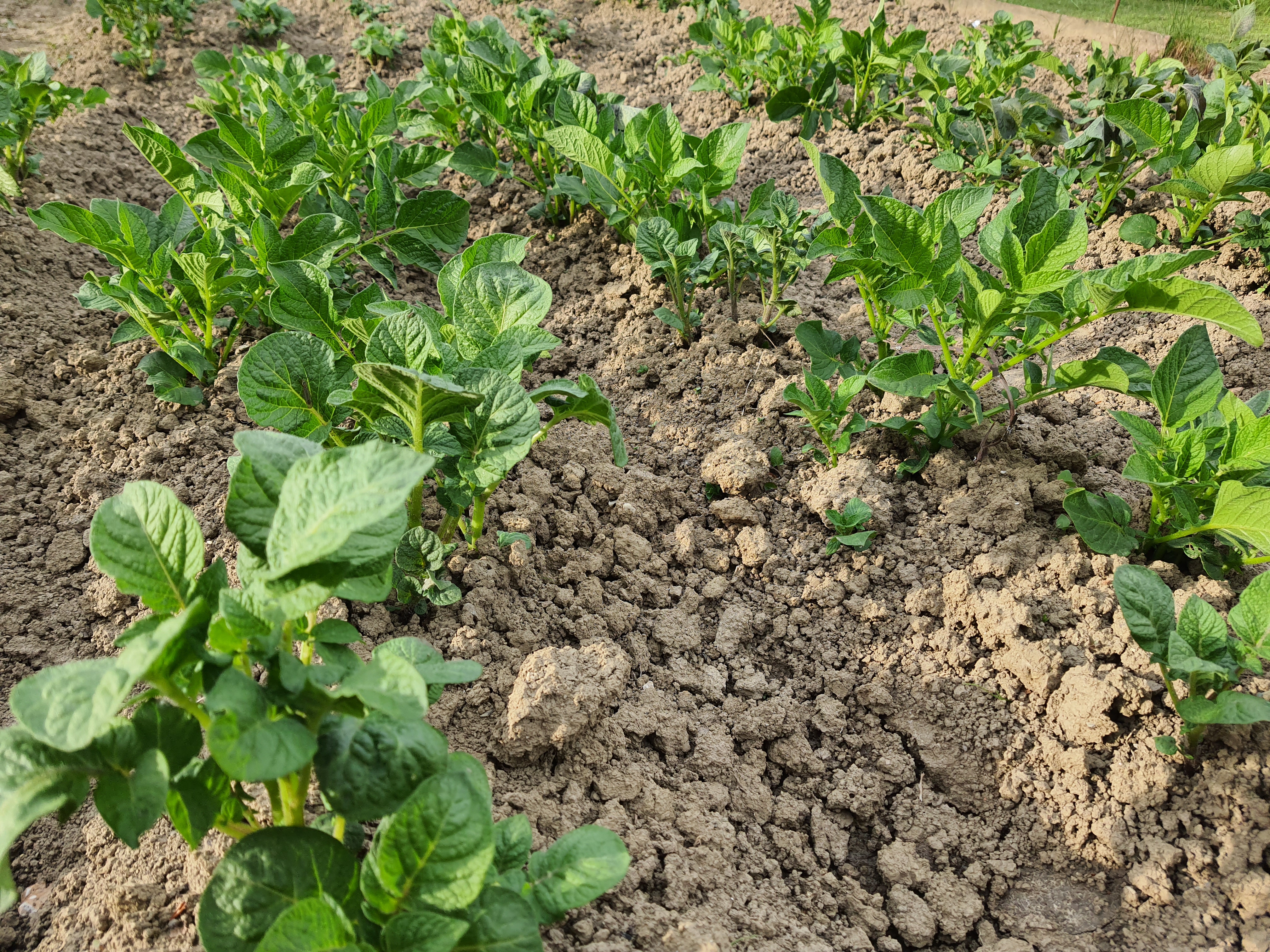 Nizke temperature prizadele nekatere vrtnine: Kaj lahko storimo s poškodovanim krompirjem?