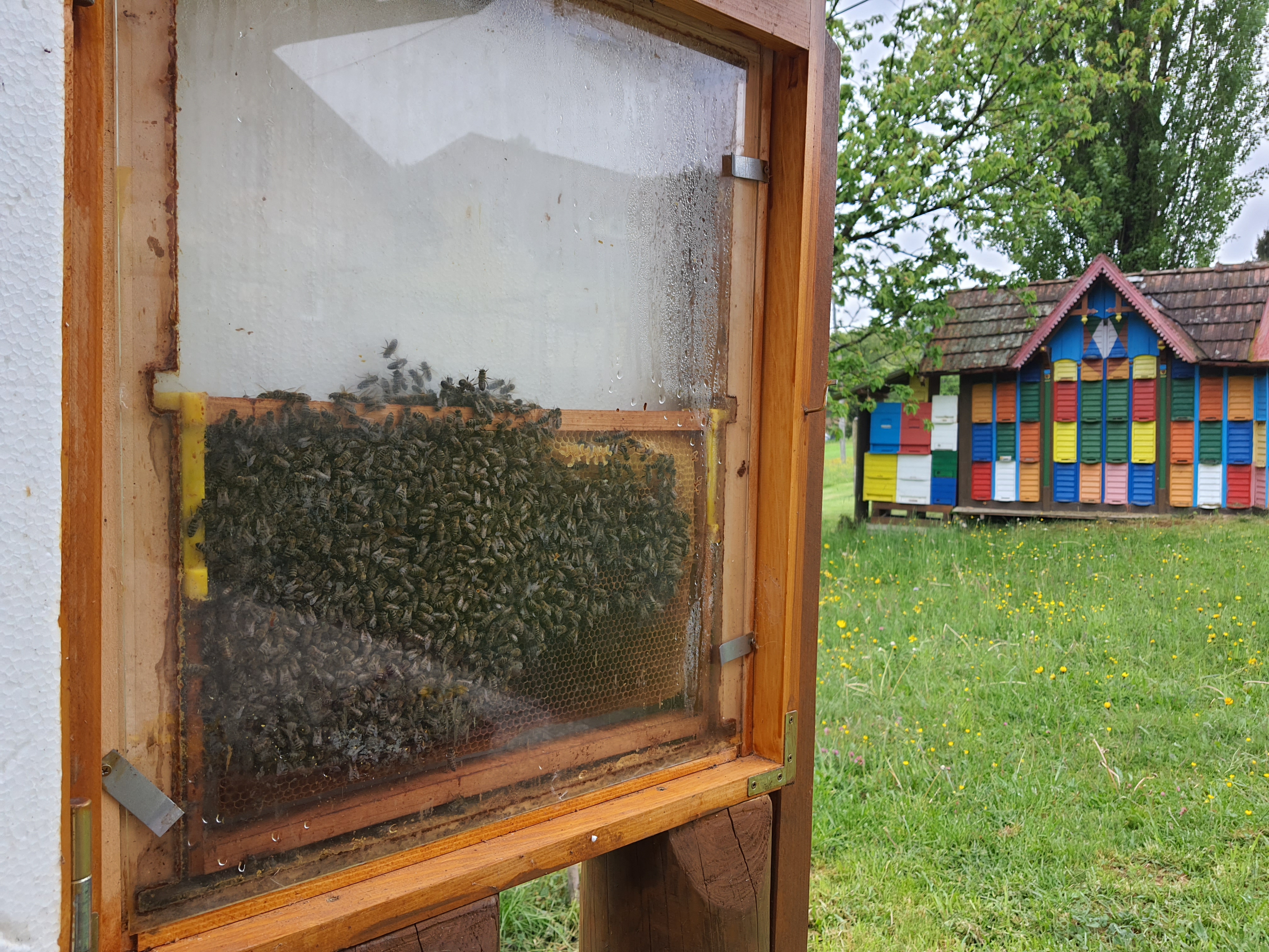Čebelarji v strahu pred slabo sezono: Akacija ogrožena zaradi pozebe
