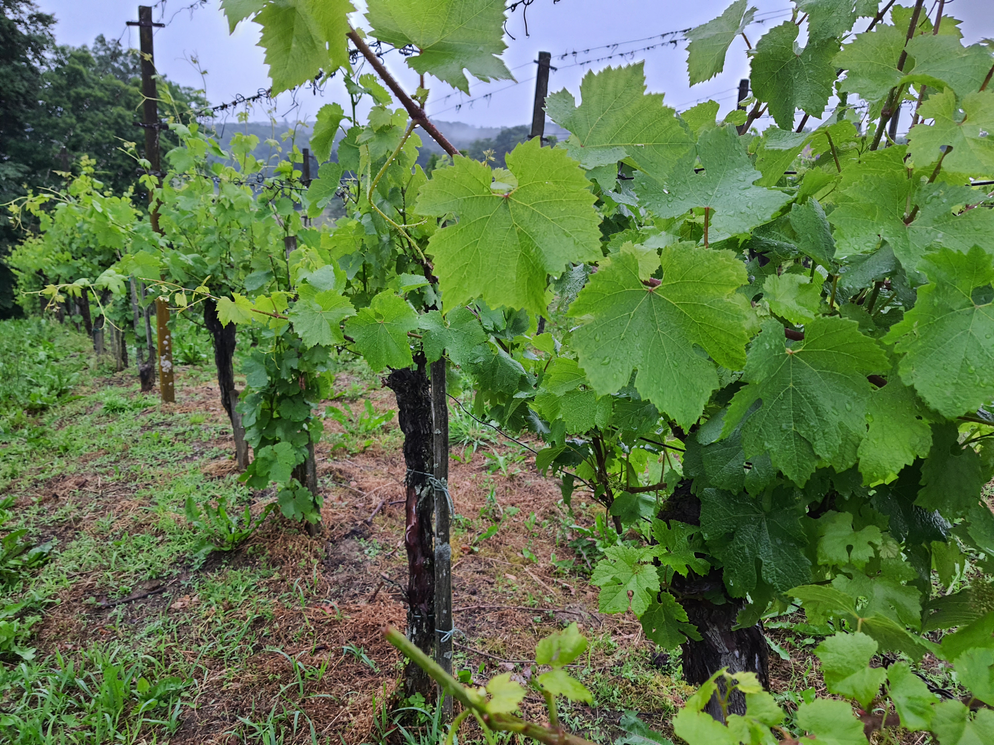 Kako pogoste padavine vplivajo na vinsko trto?