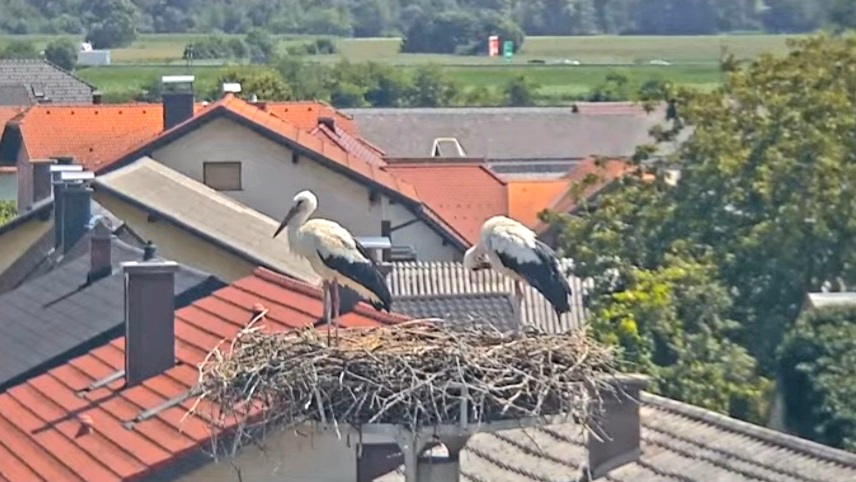 Iz življenja štorkelj: V Bohovi se je sin naselil v bližini staršev