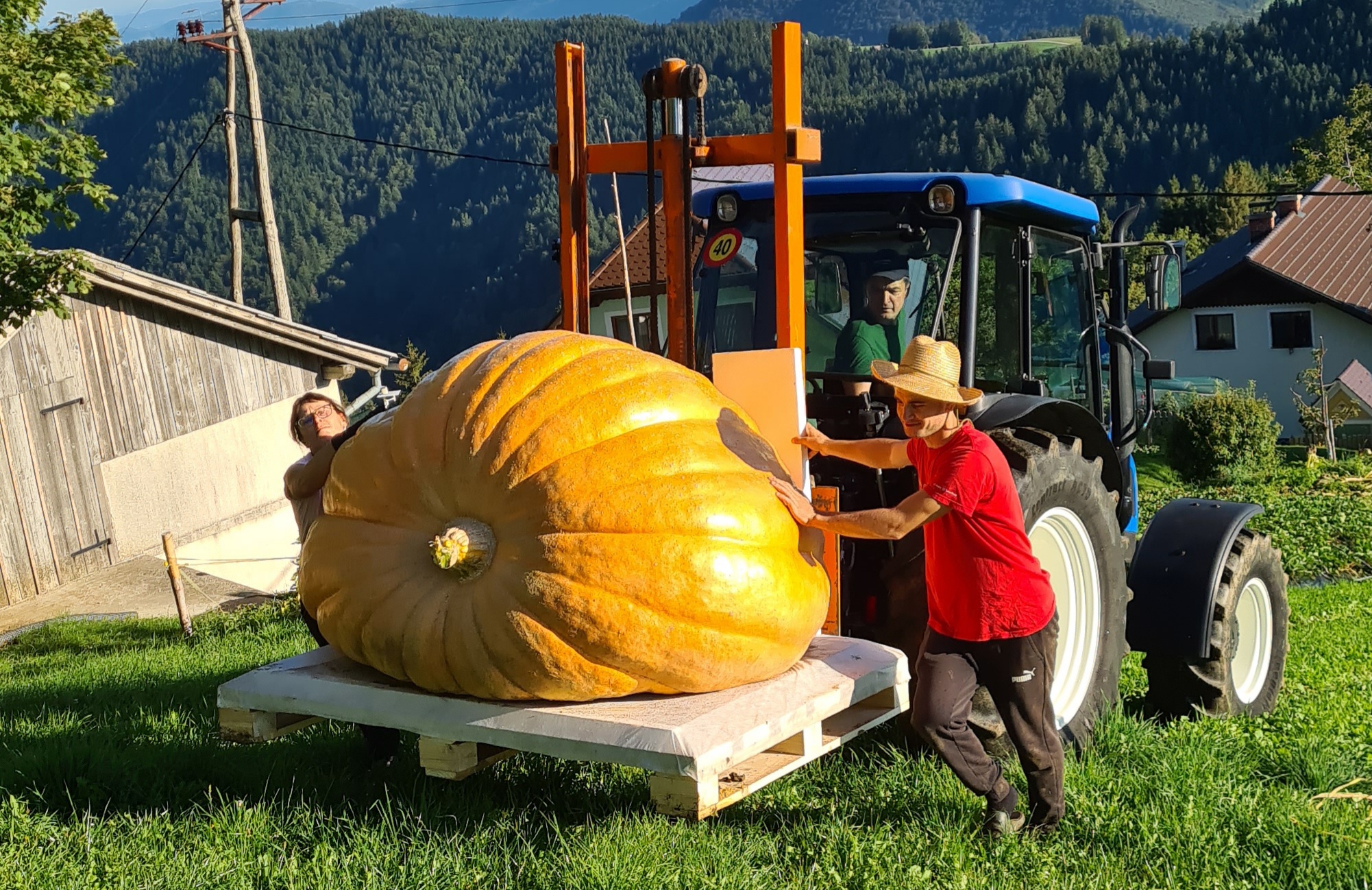 Buča, ki je preživela točo in sušo, postala rekorderka: »Potrebovala je do 300 litrov vode na dan« (FOTO)
