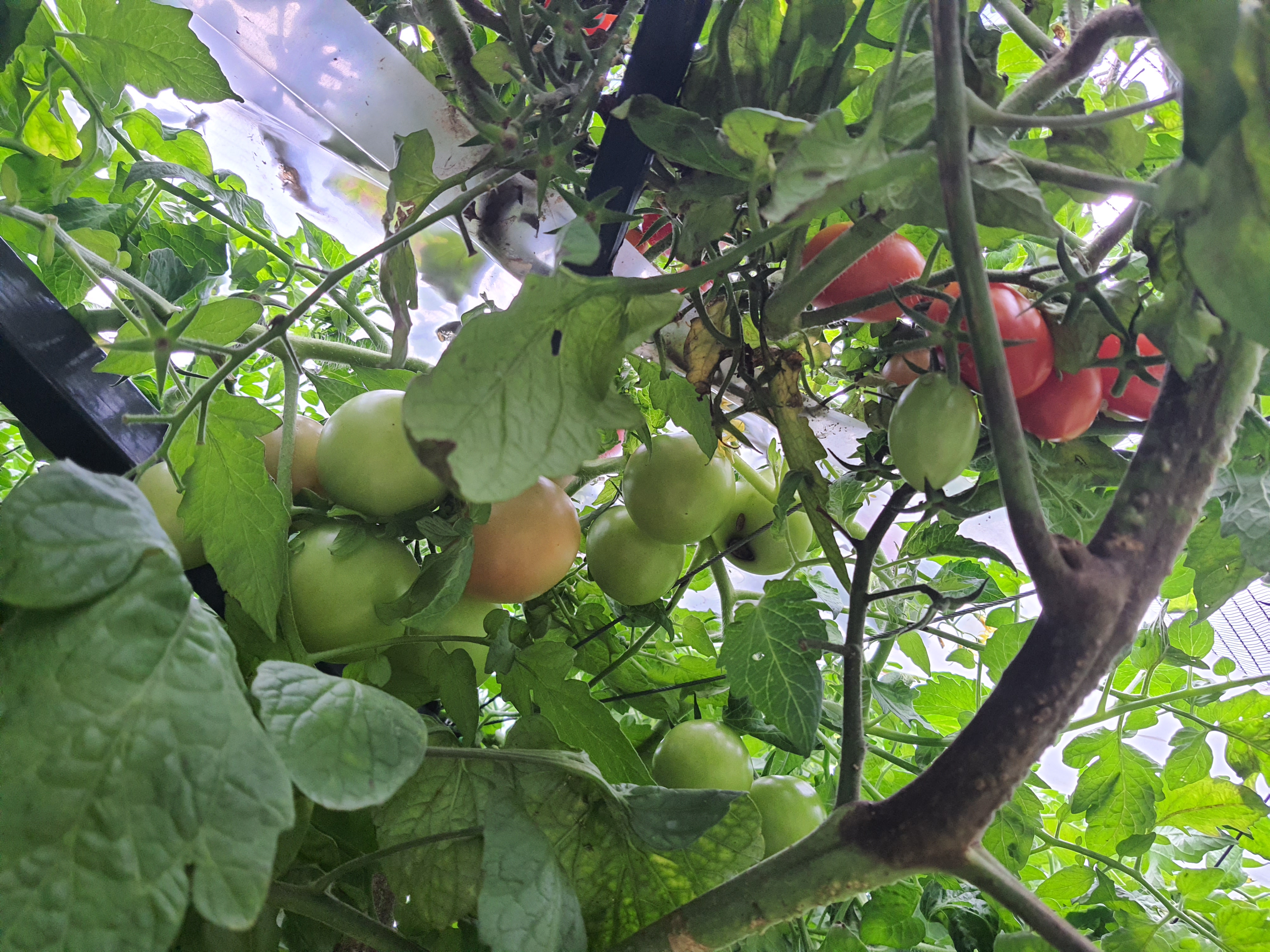 Jutri padec temperatur: Najbolj na udaru bodo plodovke, jih je sploh smiselno reševati?