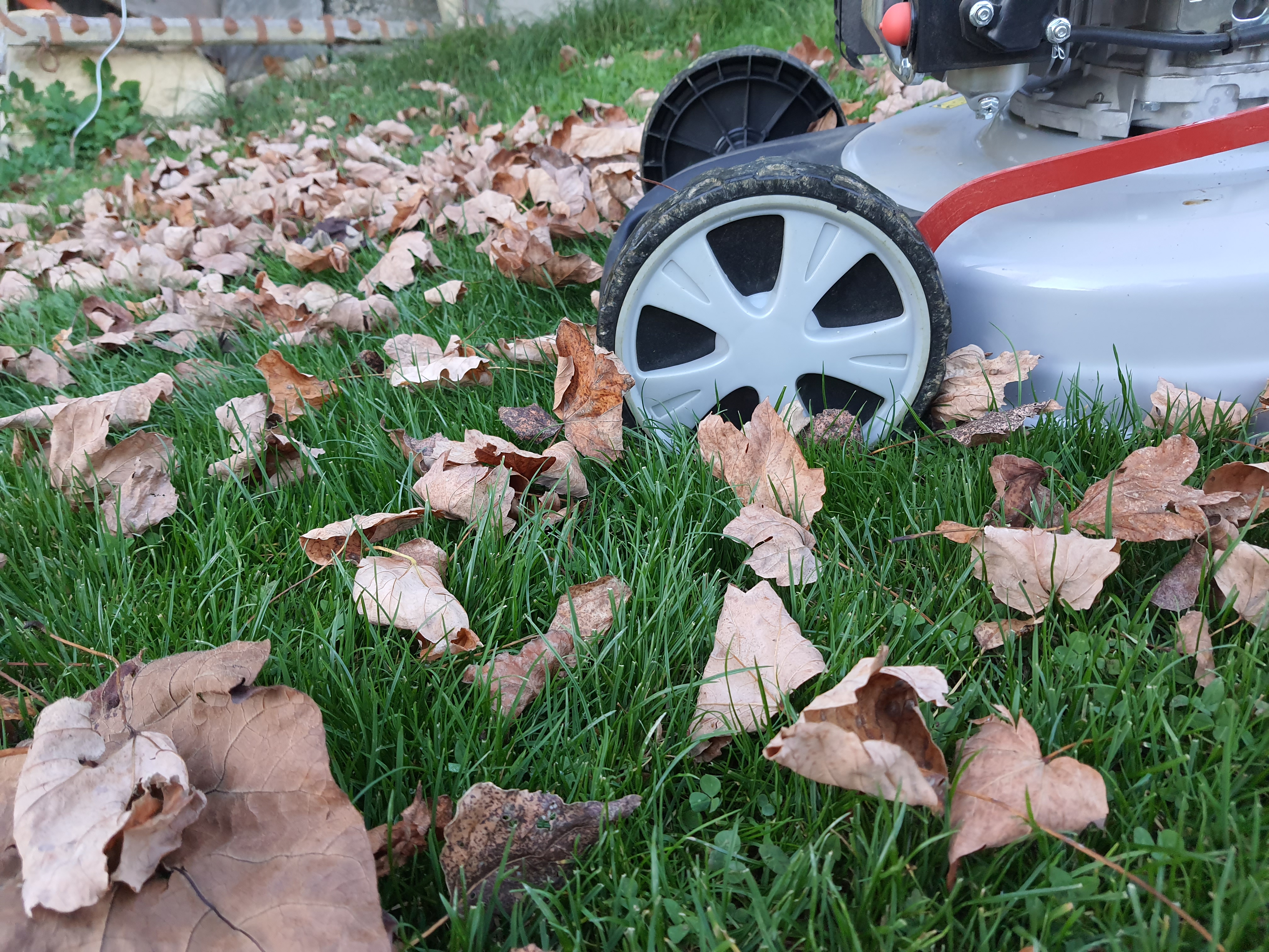 Še kosimo ali že pospravimo kosilnico? Imamo tudi odgovor, ali listje škoduje zelenici