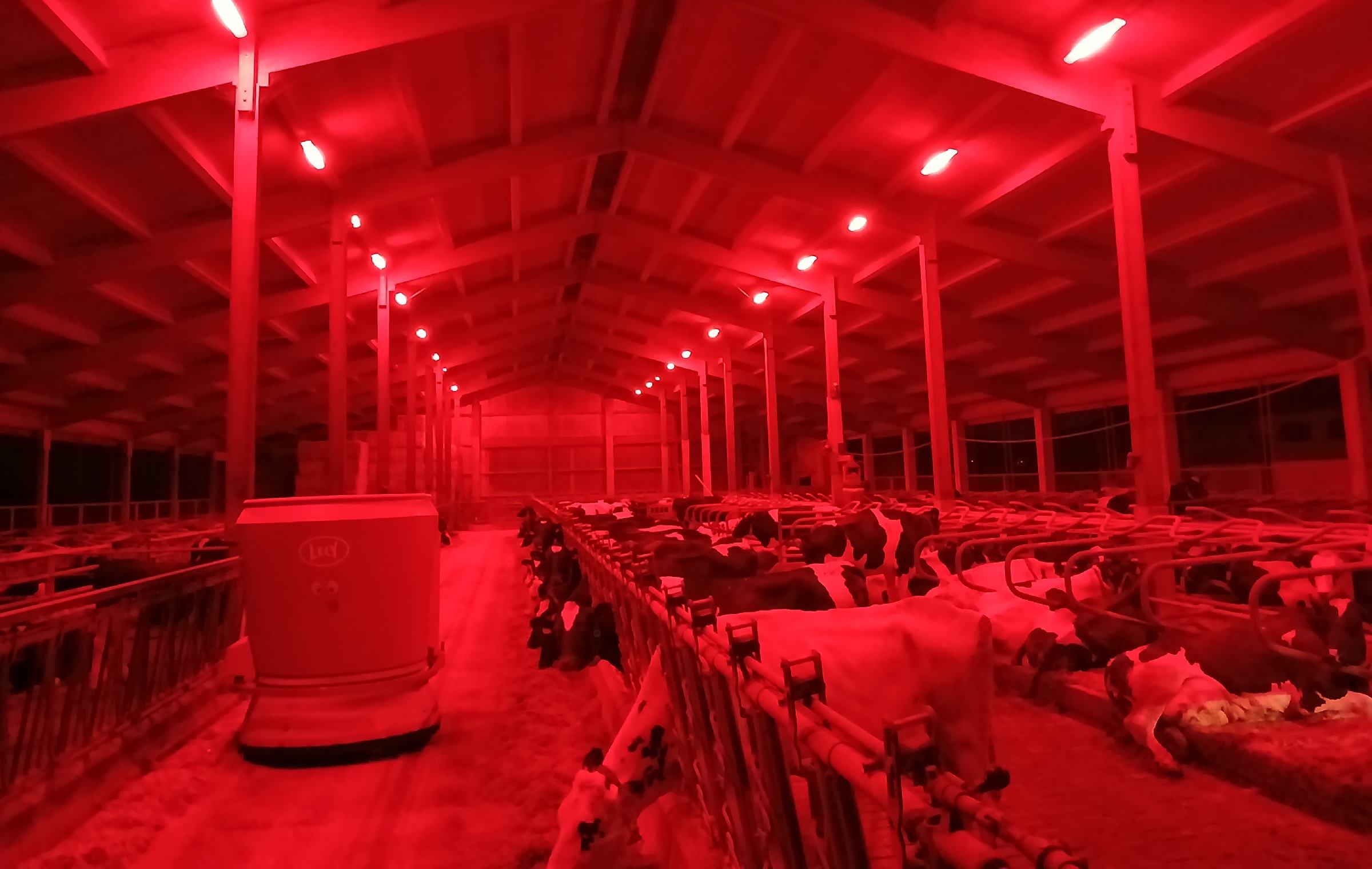 Izbor za Naj hlev 2025: V enem krave celo pod rdečo lučjo in ob Mozartovi glasbi