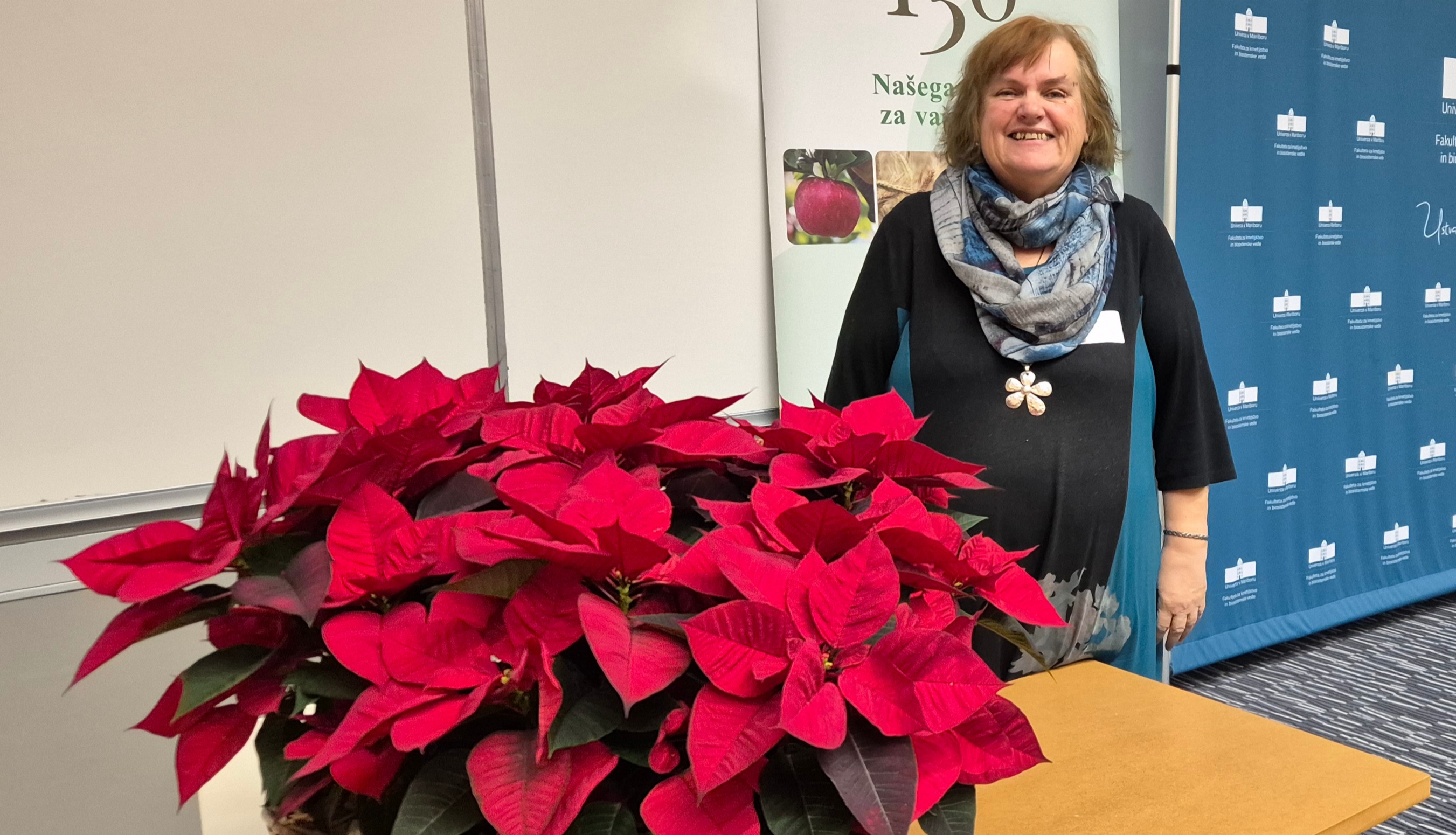 Strokovnjakinja o najpogostejših napakah pri nakupu božične zvezde, skrbi zanjo in o tem, kako jo ohranimo