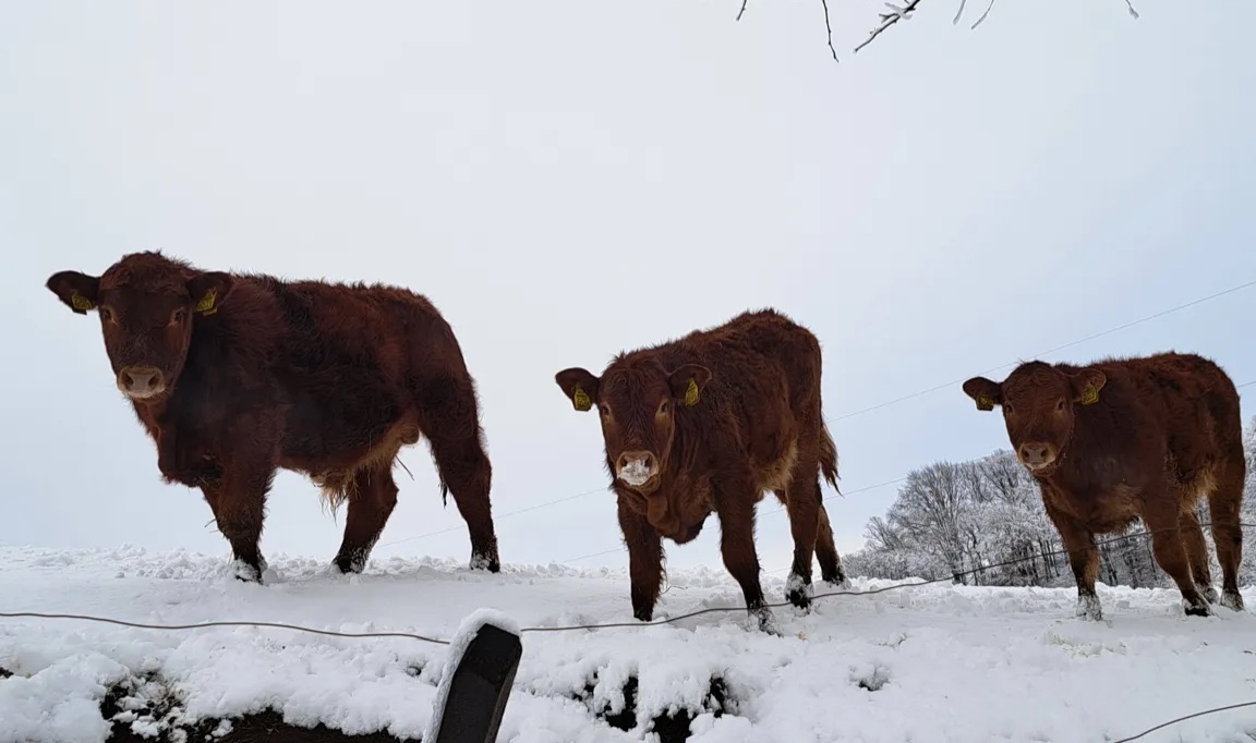 Temperature globoko pod ničlo: Govedo prenese do - 20 stopinj, kaj pa ostale živali?