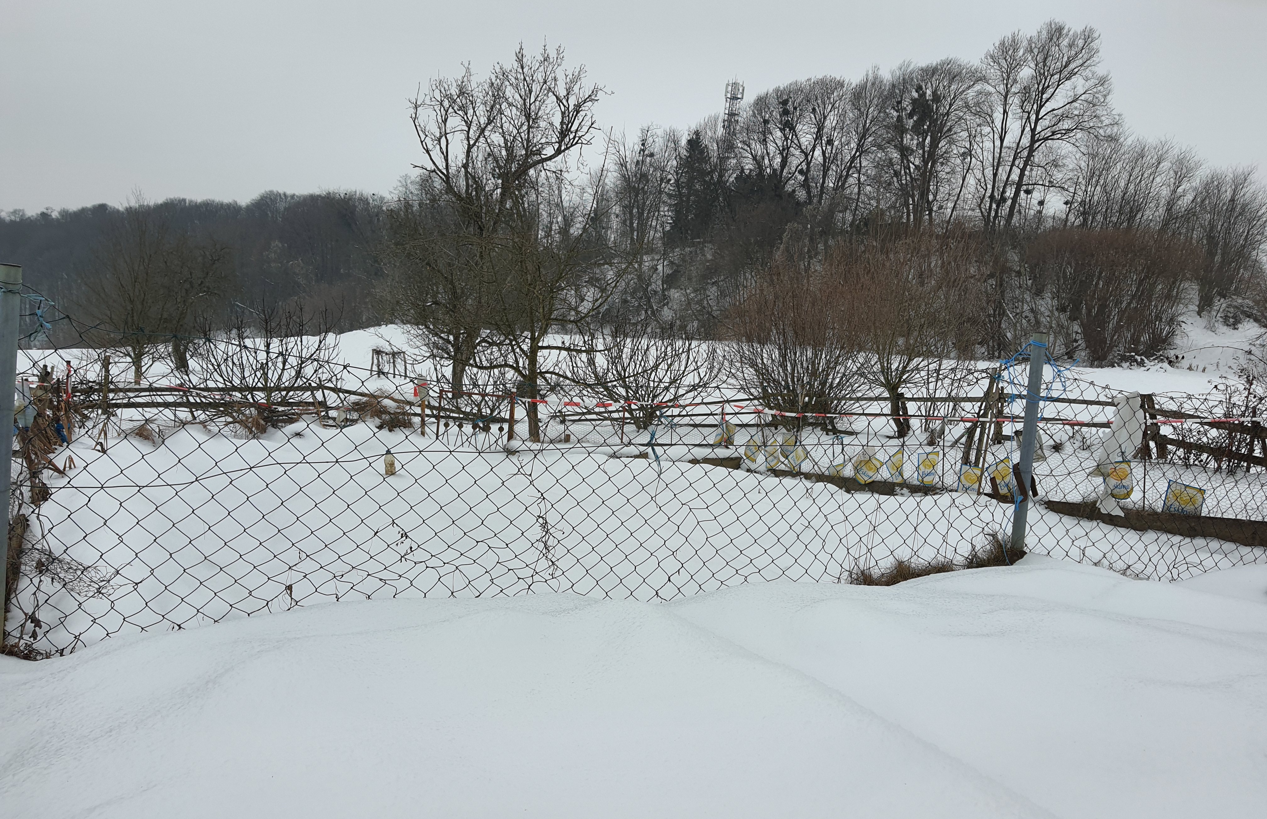 »Sneg je gnojilo revežev«: Strokovnjakinja odgovarja, zakaj je letošnja zima dragocena?