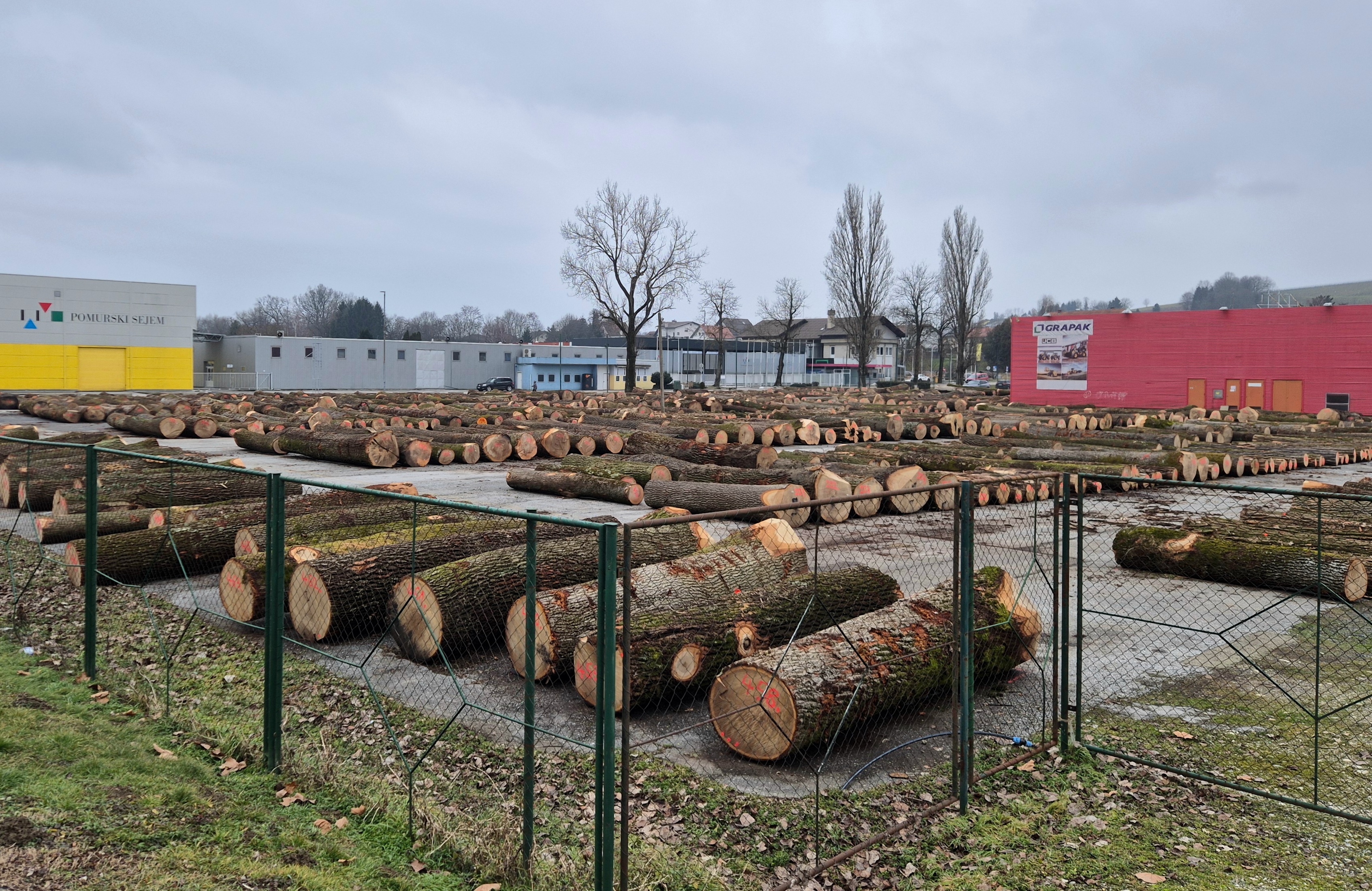 Hrast za skoraj 6.000 evrov: Letos rekordna dražba lesa s pomursko-podravskega območja