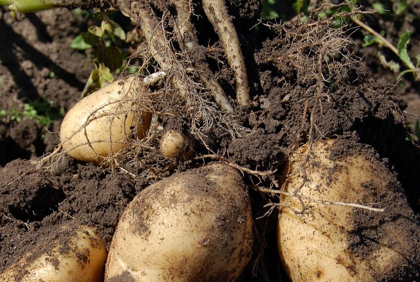 Katere sorte krompirja kljubujejo plesni in zahtevajo manj škropljenja?