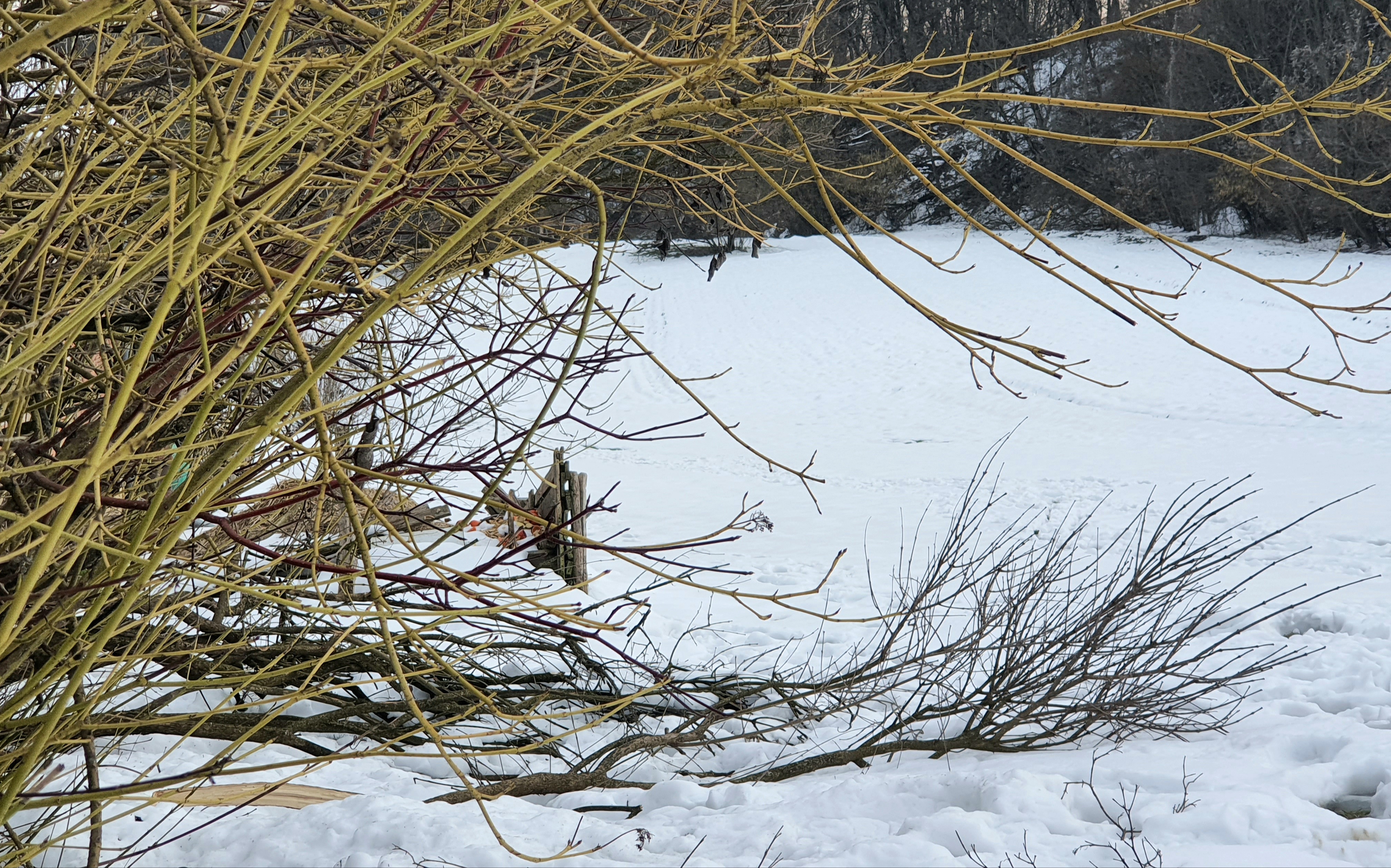 Težek sneg klestil po vrtovih: Kako rešiti poškodovane grmovnice in vrtnice?