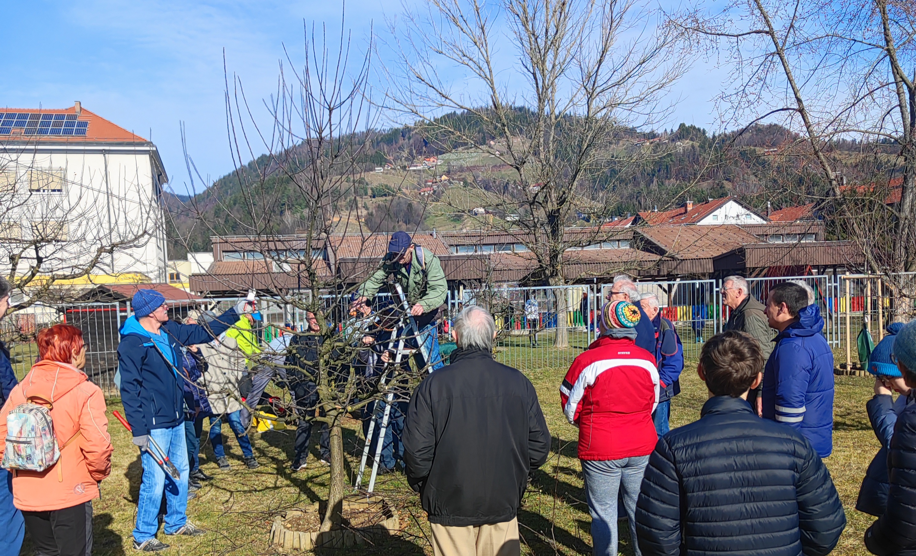 Kako pravilno obrezati sadno drevje? Pridružite se delavnici v Selnici ob Dravi