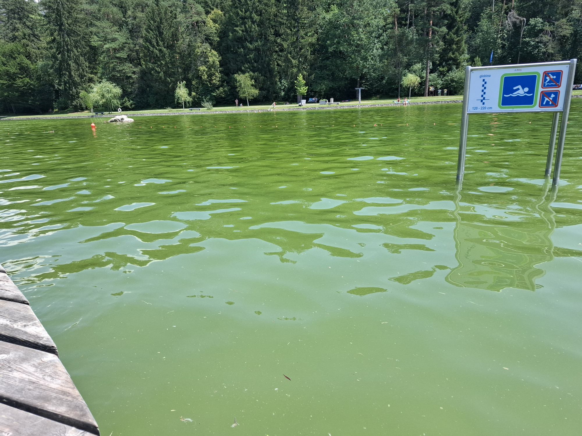 Zelena voda in sluz na obali: Kaj se dogaja na slovenskih naravnih kopališčih?