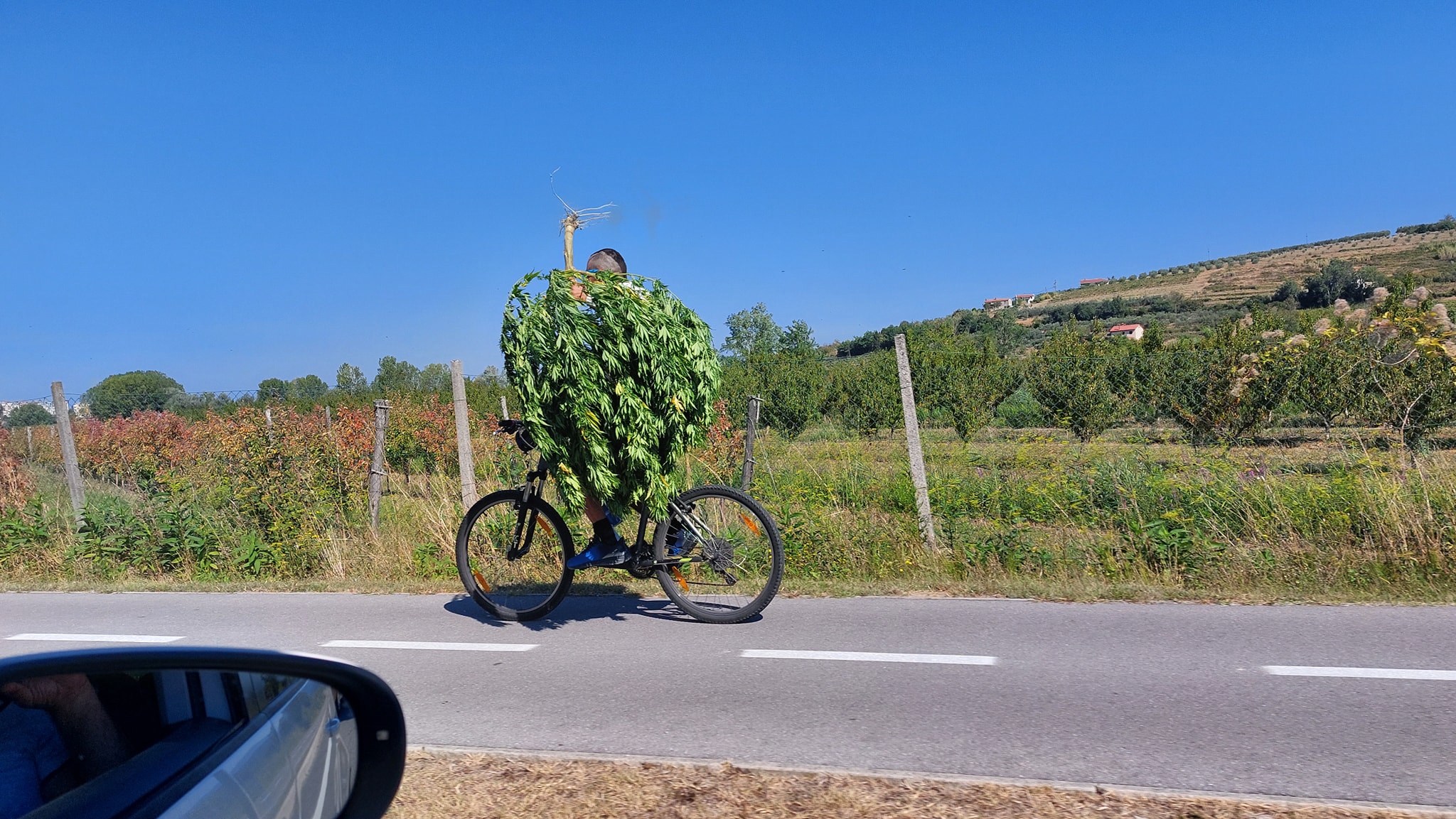 FOTO: Kar sredi belega dne na kolesu prevažal ogromno sadiko konoplje