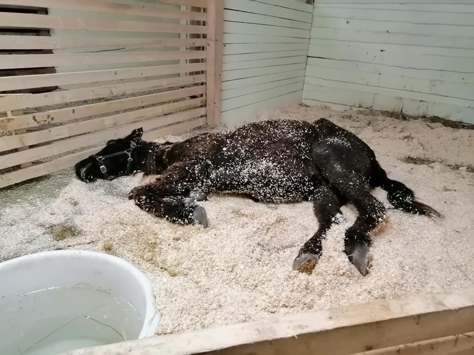 FOTO: Zanemarjen in onemogel konj Maxi se je vendarle postavil na noge