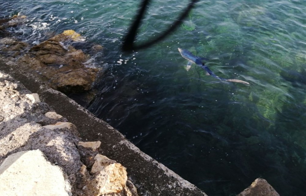 FOTO: Na mestno plažo na Reki priplaval morski pes