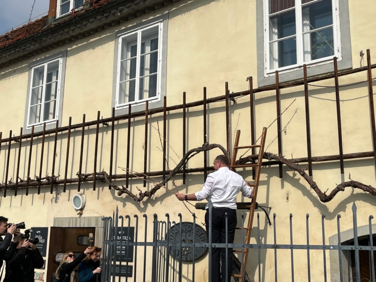 Danes na Lentu tradicionalni rez Stare trte in začetek vinogradniške sezone