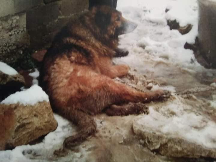 Žalosten spomin na psa, ki je na Ptuju zmrznil