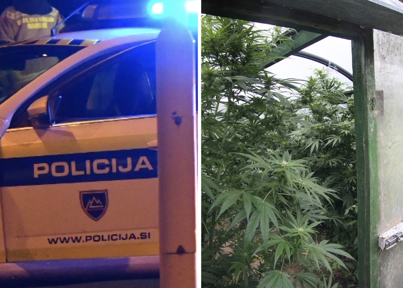 FOTO: Pri 44-letniku našli večji nasad konoplje